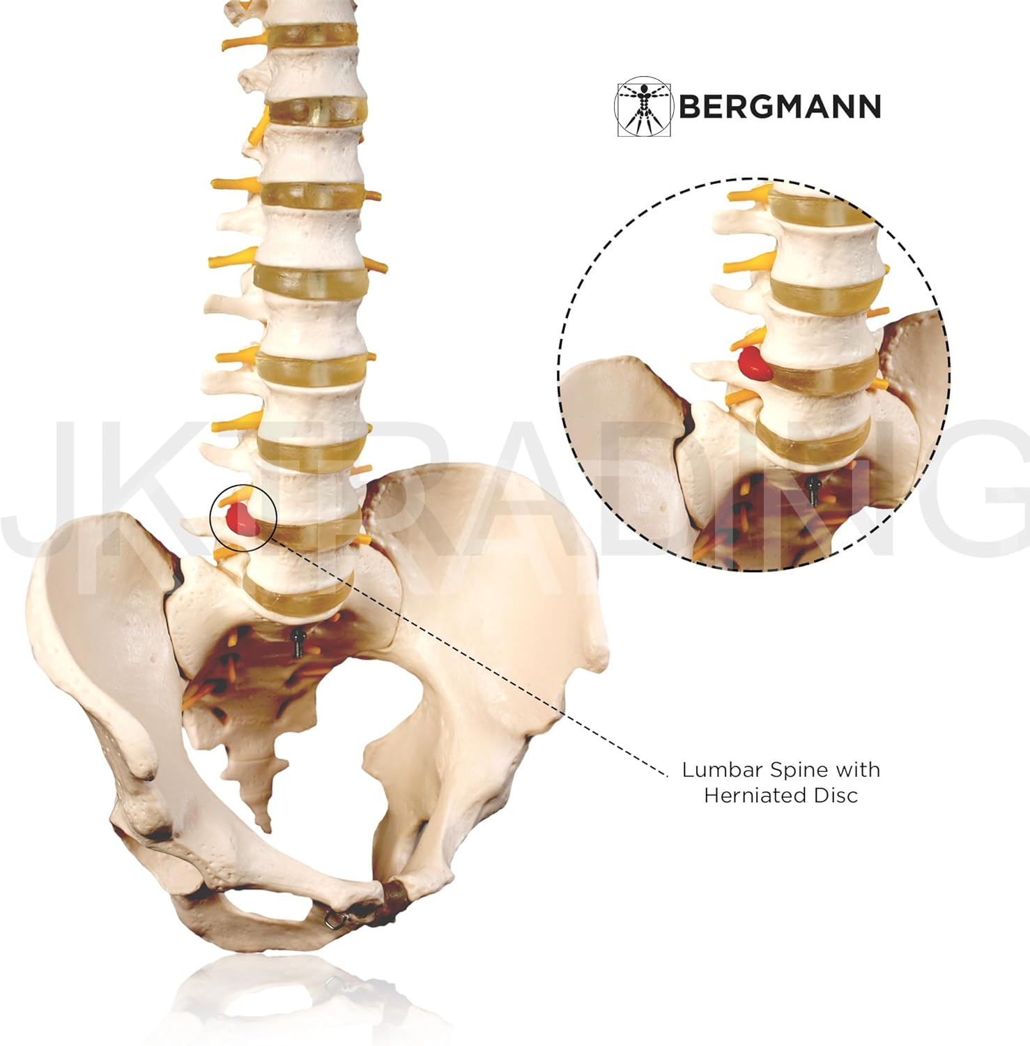 Bergmann Flexible Life Size Spine Model - 86Cm Spine Anatomy Model with Nerves, Vertebrae, Arteries, Lumbar Column - Pelvis Model - Anatomical Model - Medical Model Includes Stand image number 3
