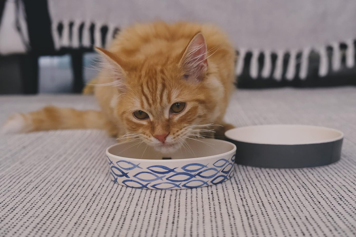 Beco Printed Bamboo Cat Bowl, Gone Fishing - Gone Fishing image number 4