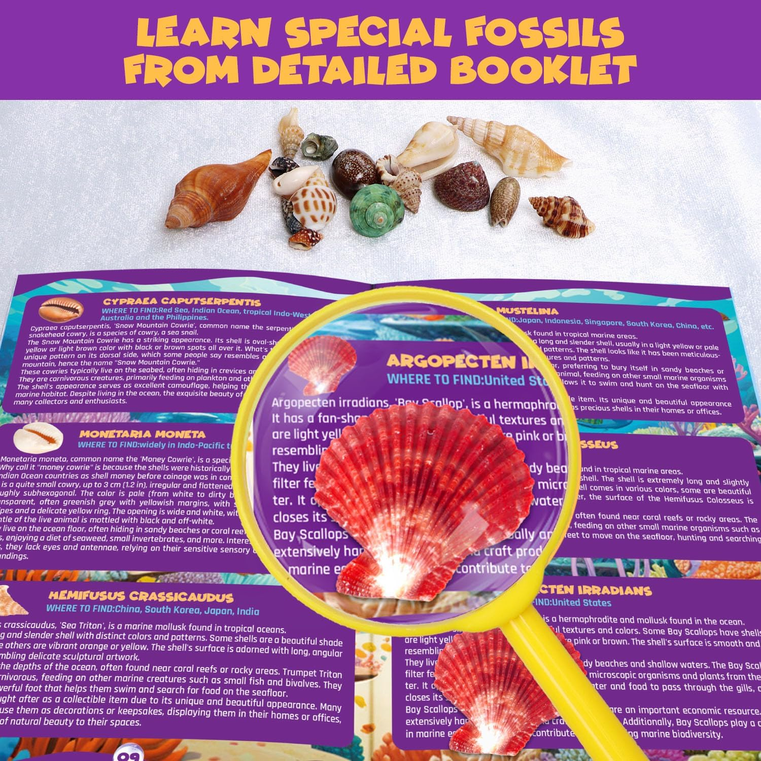 PIBEX Ocean Fossil Dig Kit, Dig up 20+ Real Shells & Seasnails, STEM Educational Activity Set Sea Creatures Excavation Toy for Kids, Marine Biology Geology Science Kit, Toy for Boys and Girls Age 6+ image number 1