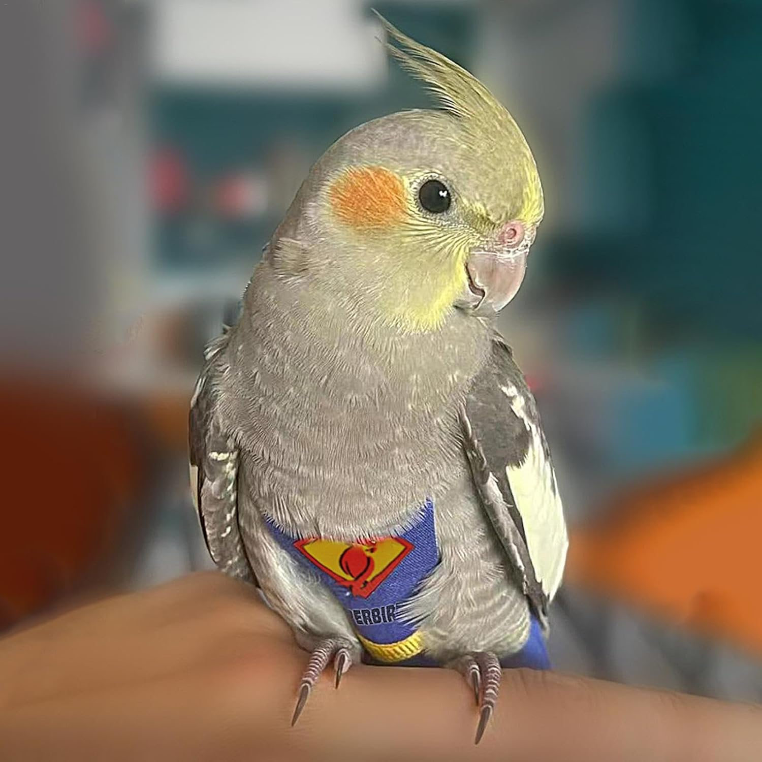 Bird Diaper, Bird Nappy Clothes with Waterproof Lining, Bird Suits, Parakeet Diaper, Washable Training Nappy Suit Liners, Clothes for Parakeet, Parrot image number 3