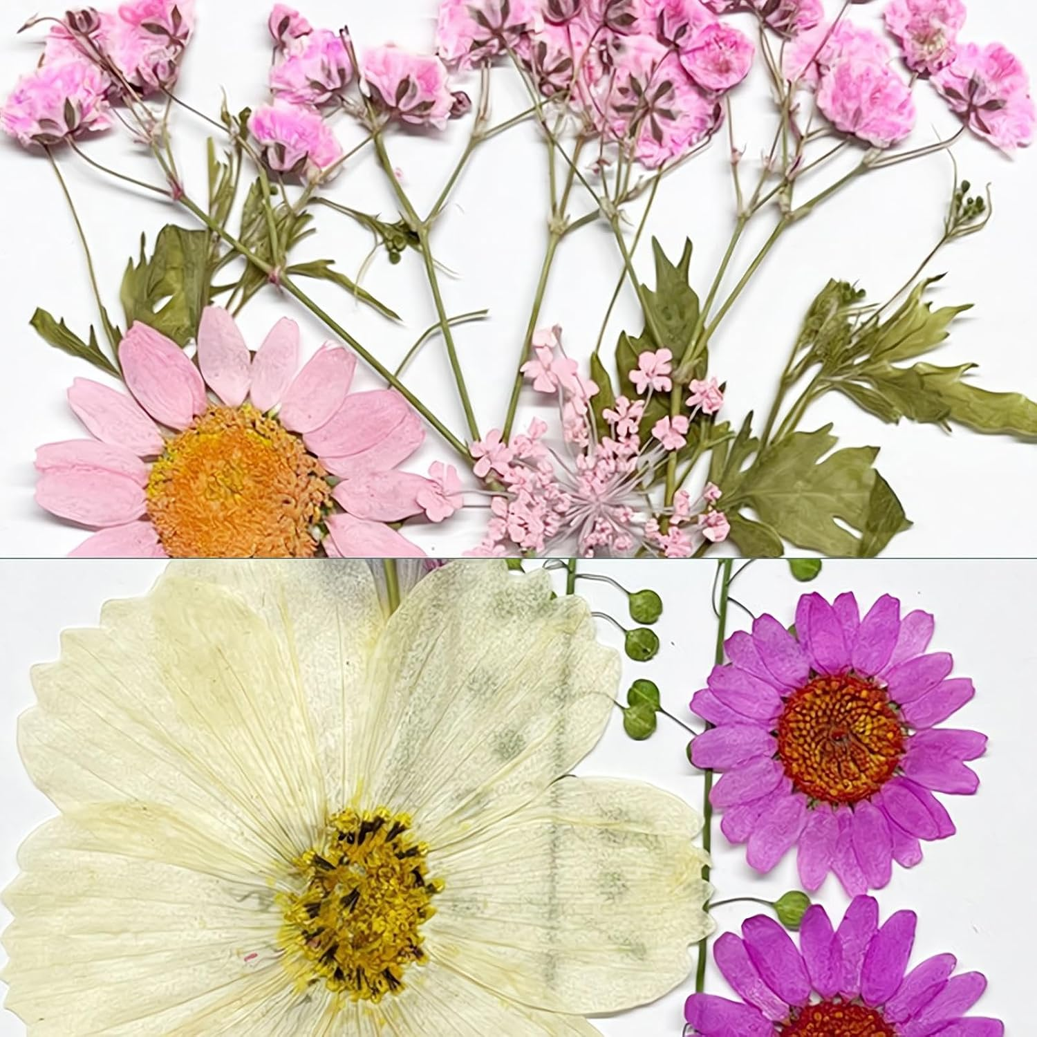 REGODI 96Pcs（8 Sheets） Dried Pressed Flowers & Leaves for Crafts - Natural Dry Flowers for Resin Art, DIY Jewelry, Candle & Soap Molds, Phone Case Decor (Pressed Flowers, Dried Flowers Crafts) image number 6