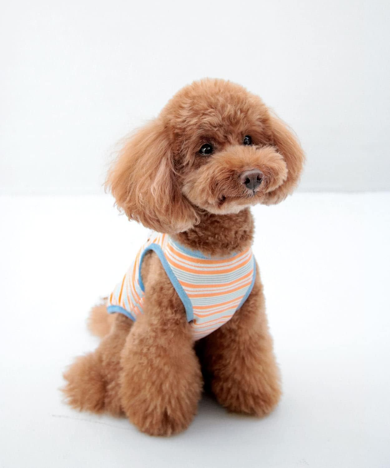 Dog Life Multi Border Tank Orange Dog 3XL image number 3