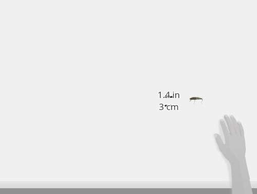 Daiwa Trout Dr. Minnow Joint 5F/5S