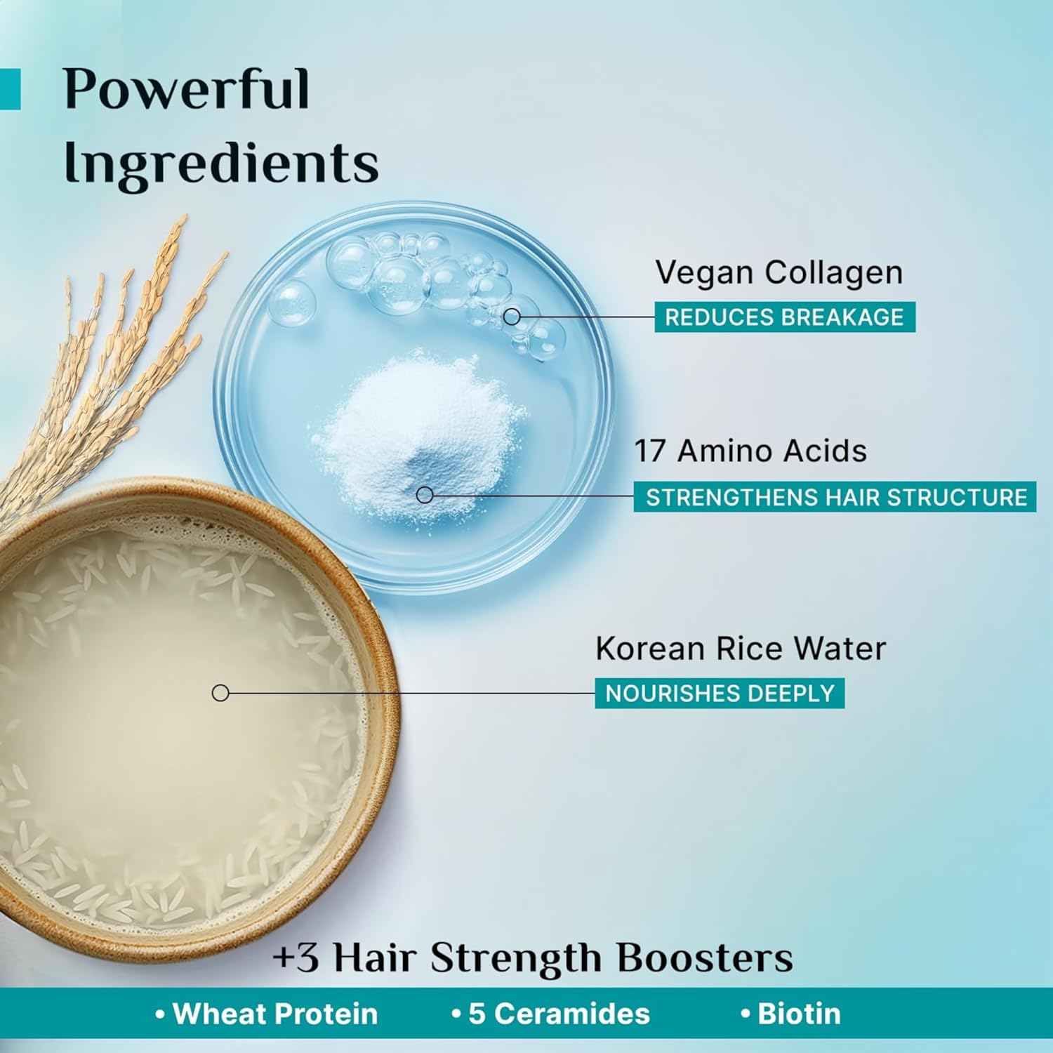 Pilgrim Korean Rice Water & Collagen Advanced Damage Repair Shampoo - 400Ml | with 17 Amino Acids, Wheat Protein & 5 Ceramides | Paraben-Free | for Dry & Damaged Hair | for Women and Men image number 5