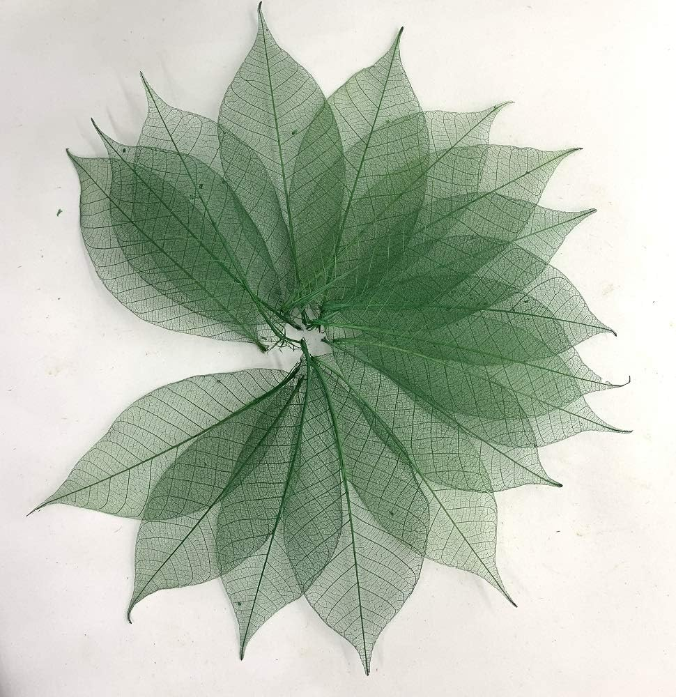 100 Pcs 4-5 Inch Skeleton Leaves Rubber Tree Natural Scrapbooking Craft DIY Card Wedding, Large Leaves (Green Color) image number 1