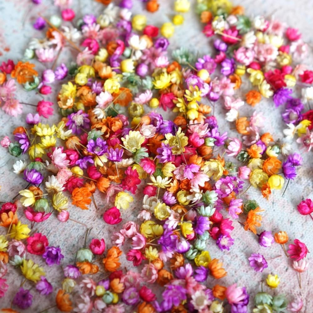 Poemtian Natural Dried Flowers Real Dried Flowers Little Star Flower Pressed Daisy Flowers for DIY Crafts Resin Candle Casting Jewelry Decorations Nail Art Decor (Color) - Pink image number 4