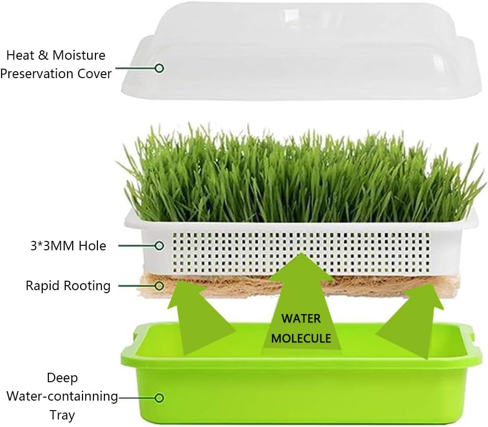 HYAVIA Seed Sprouter Tray Kit &ndash; 3-Pack Bpa-Free Soil-Free Sprouting Containers and Drain Tray for Growing Wheatgrass, Beans, Alfalfa, Microgreens &ndash; White & Green image number 3