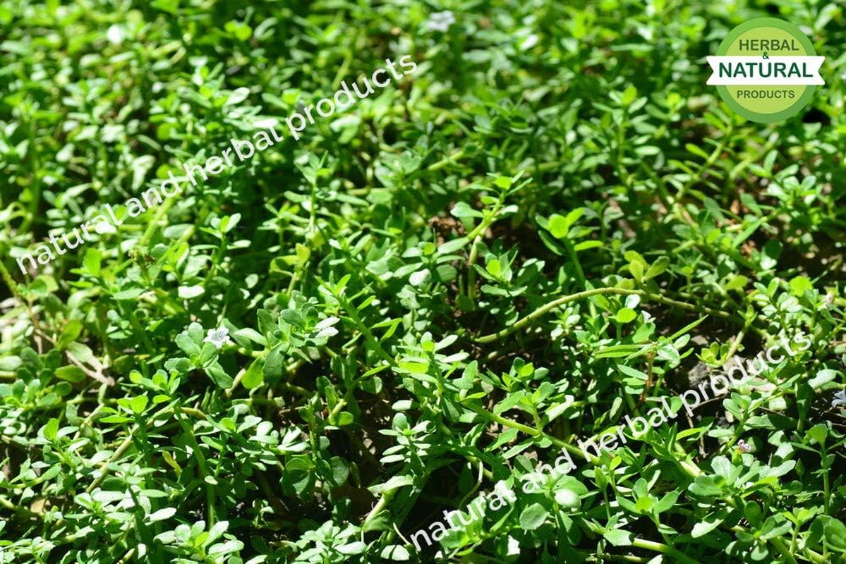 Brahmi Powder | Waterhyssop | Bacopa Monnieri | Thyme Leaved Gratiola for Hair Care(Growth, Fall, Color) - 100 Gram image number 2