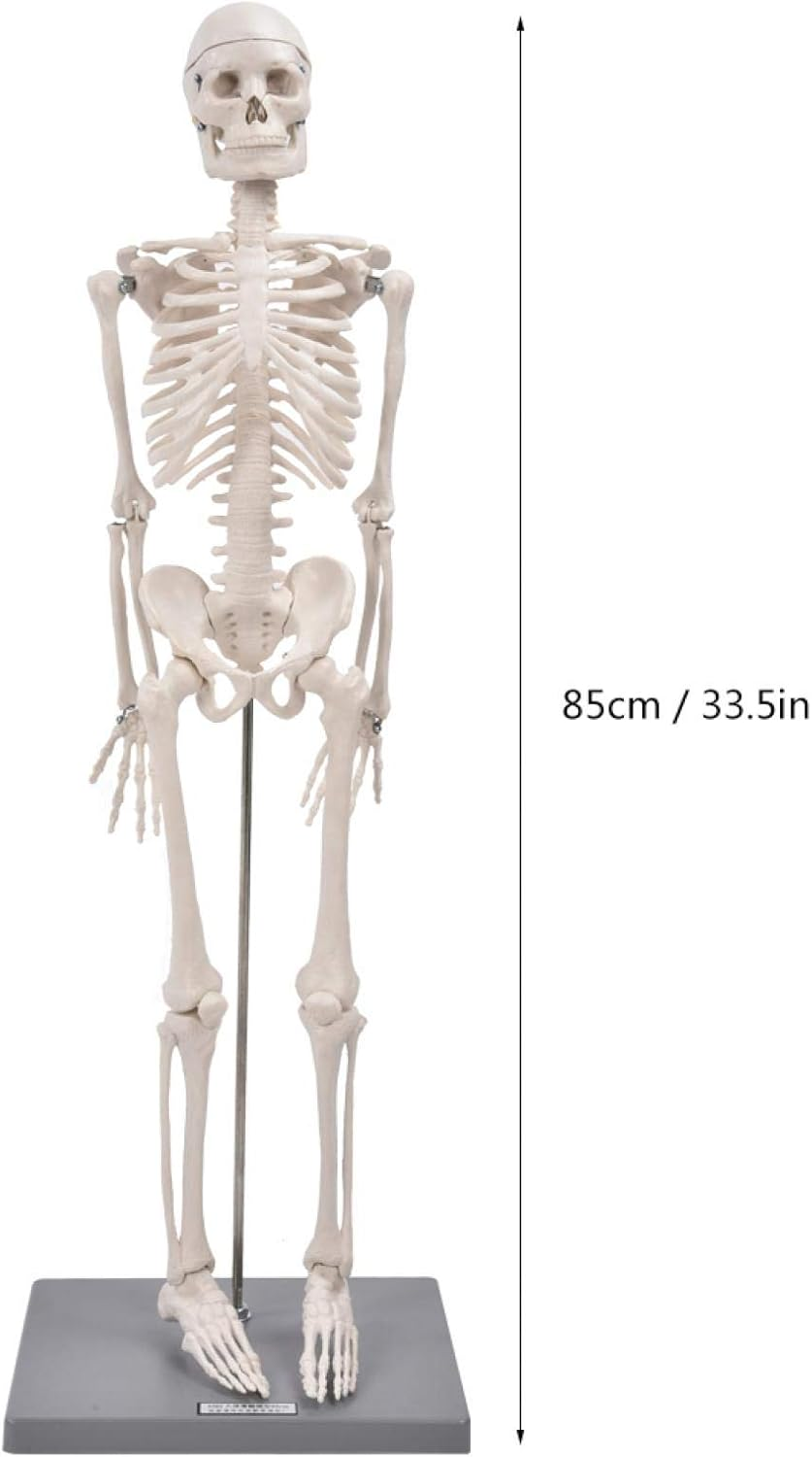 Skeleton Model, Teaching Skeleton Model Visual Easy to Use Lifelike for Schools Teaching Use for Display and Study