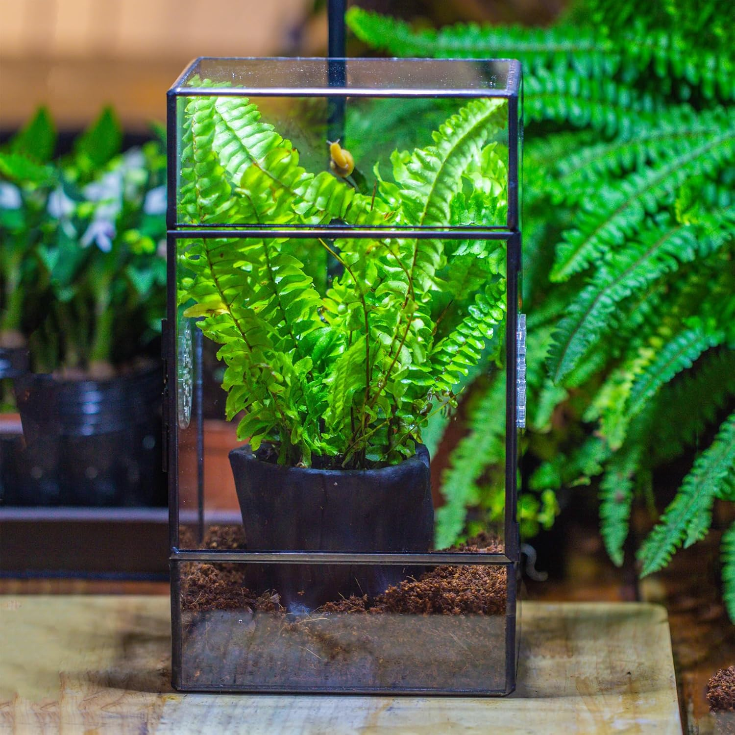 NCYP Glass Enclosure for Large Jumping Spider - 5.1" X 3.9" X 9" Front Opening Door Glass Plants Terrarium with 3 Vent Holes, Small Rectangle Insects Habitat, Black (Terrarium Only) image number 2