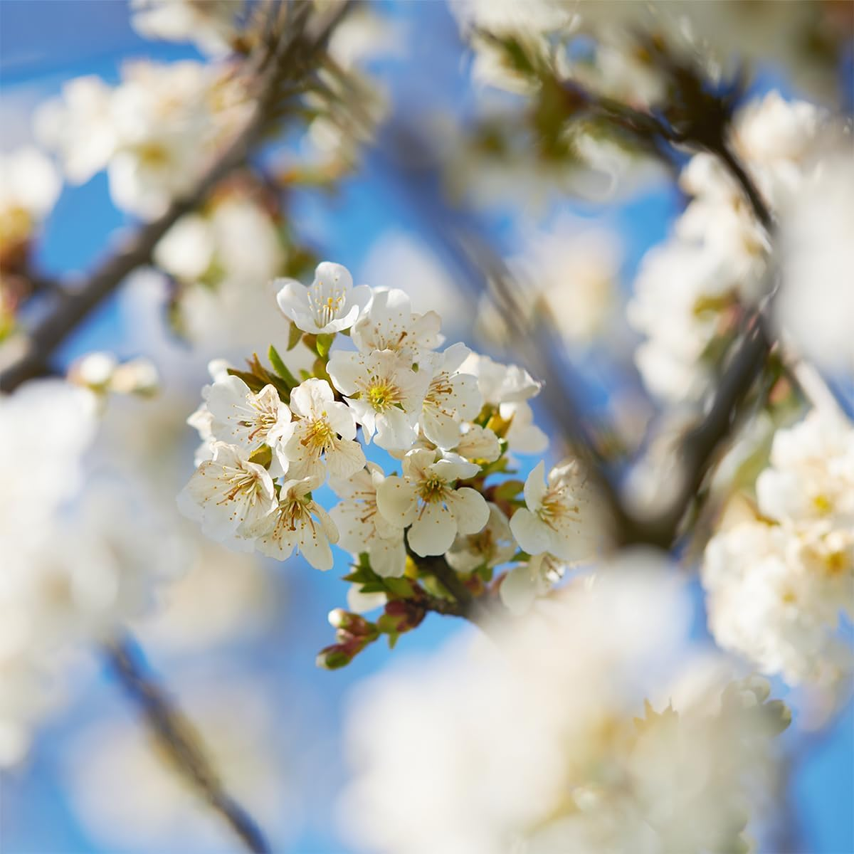 L'Occitane Fleurs De Cerisier (Cherry Blossom) Fragrance Collection Gift Set