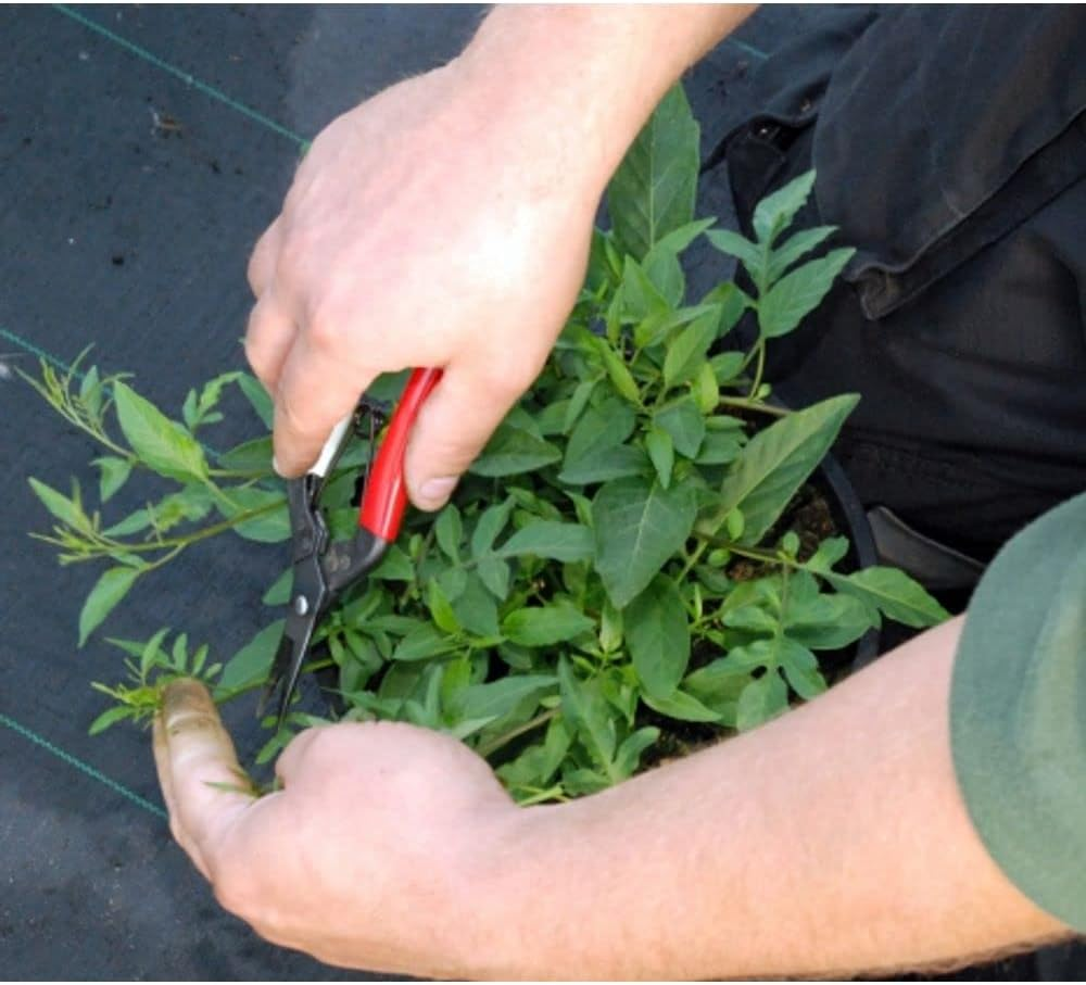 Okatsune No. 304 Bud Cutting Shears, Boxed image number 1