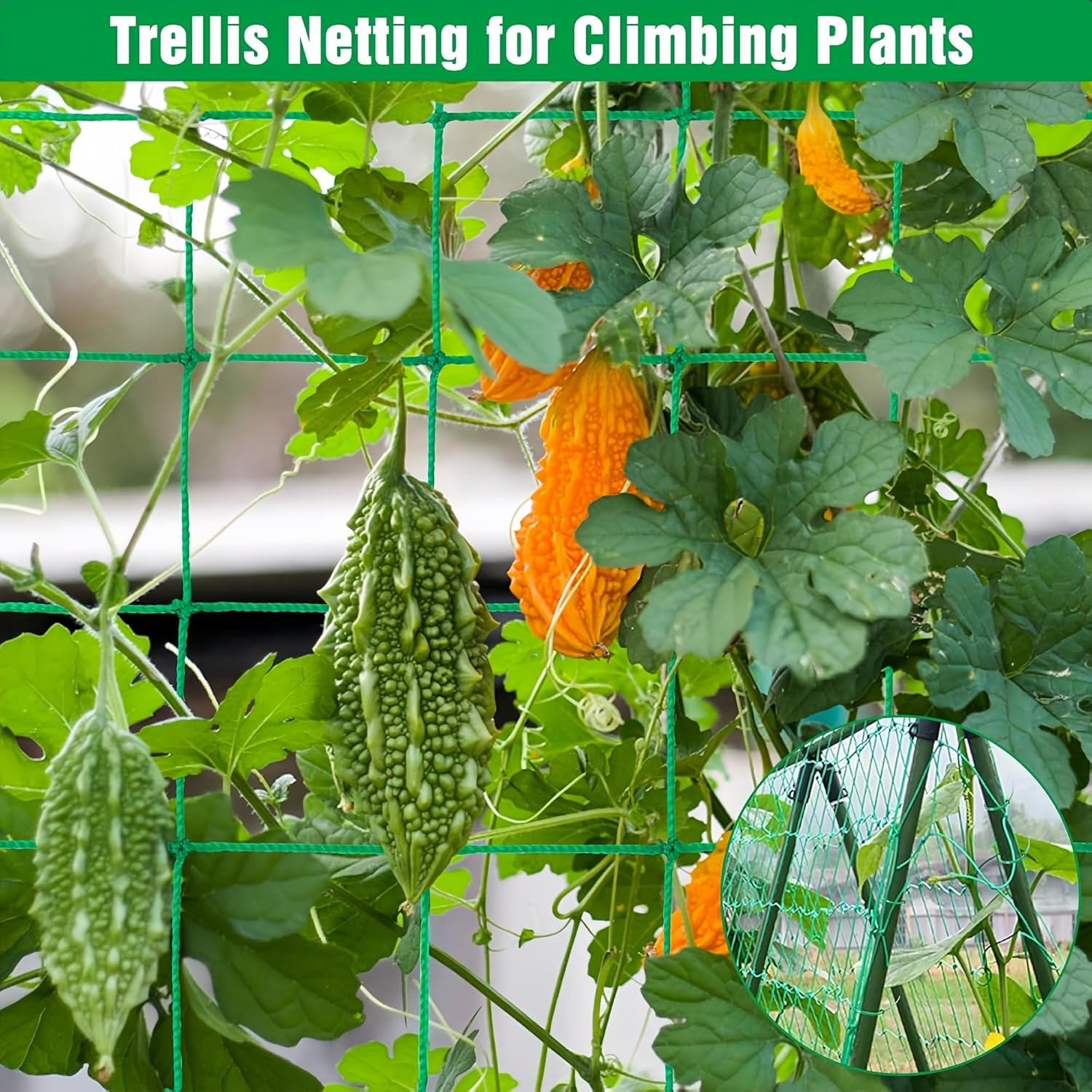 Trellis Netting for Climbing Plants,Heavy Duty 6.6X16.4Ft Garden Trellis Net - 27 Strands & 4X4In Mesh for Cucumbers, Vines, Tomatoes, Fruits & Vegetables | Durable Support for Climbing/Vining Plants image number 4