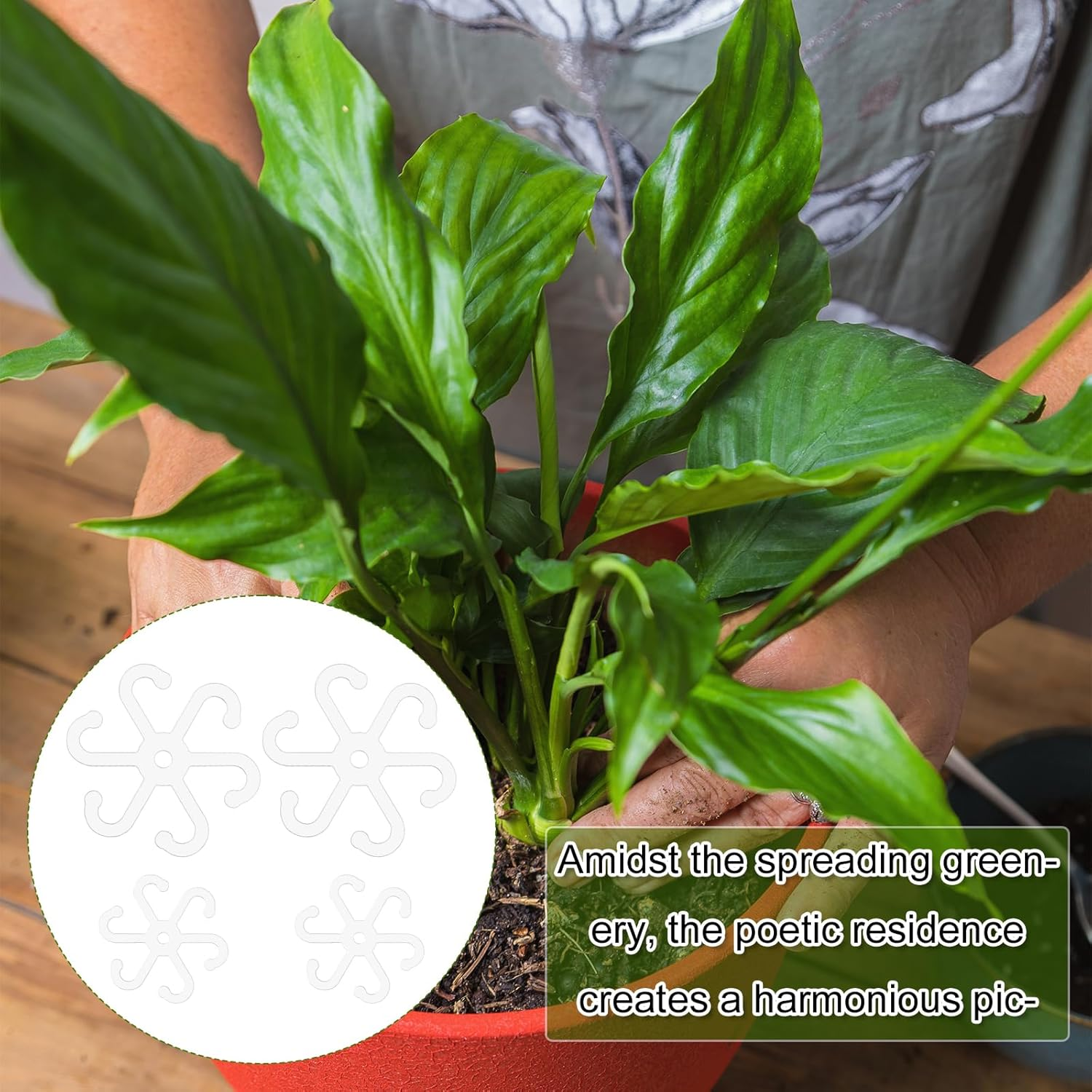 4Pcs Climbing Plant Stem Supports with Holes, 2 Sizes Flower Plant Stem Hooks Trellis Plant Stem Support Hooks Climbing Rack for Vertical Growth (Transparent) image number 3