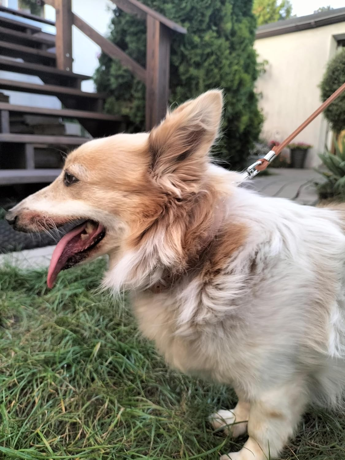 Dingo Very Strong and Durable Dog Leash from Genuine Leather Natural 10003 image number 6