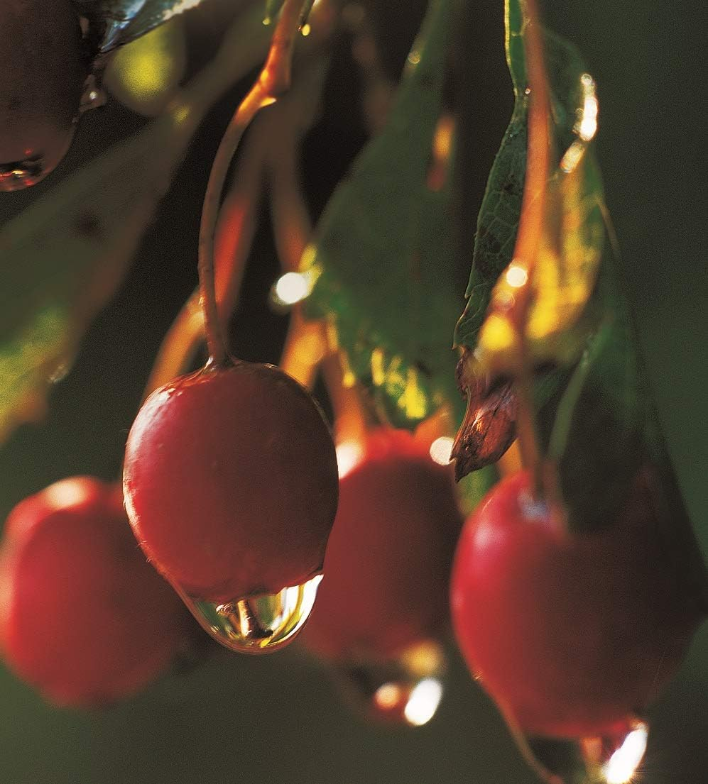 NEAL'S YARD REMEDIES Wild Rose Hand Cream, 1.7 Fl Oz (50 Ml) (X 1) image number 2