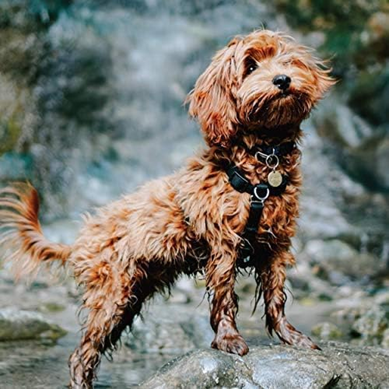 Blue-9 Balance Harness Buckle Neck, Medium/Large, Sky Blue image number 2