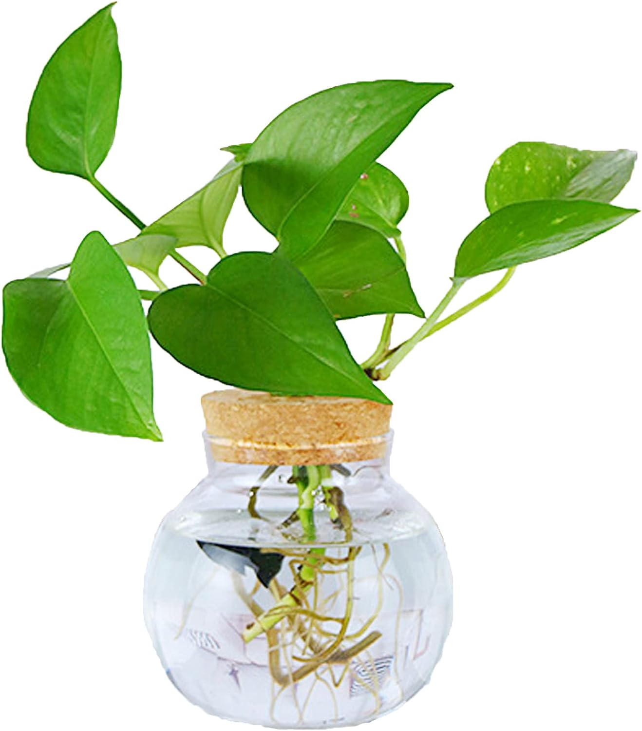 MMIAOO Hydroponic Plant Glass Container,Glass Mini Vase - Micro Landscape Ecological Bottle,Home Decoration Vase,For Water Plants or Flowers,Garden Wall Decoration (Cylinder, 10 * 12Cm)