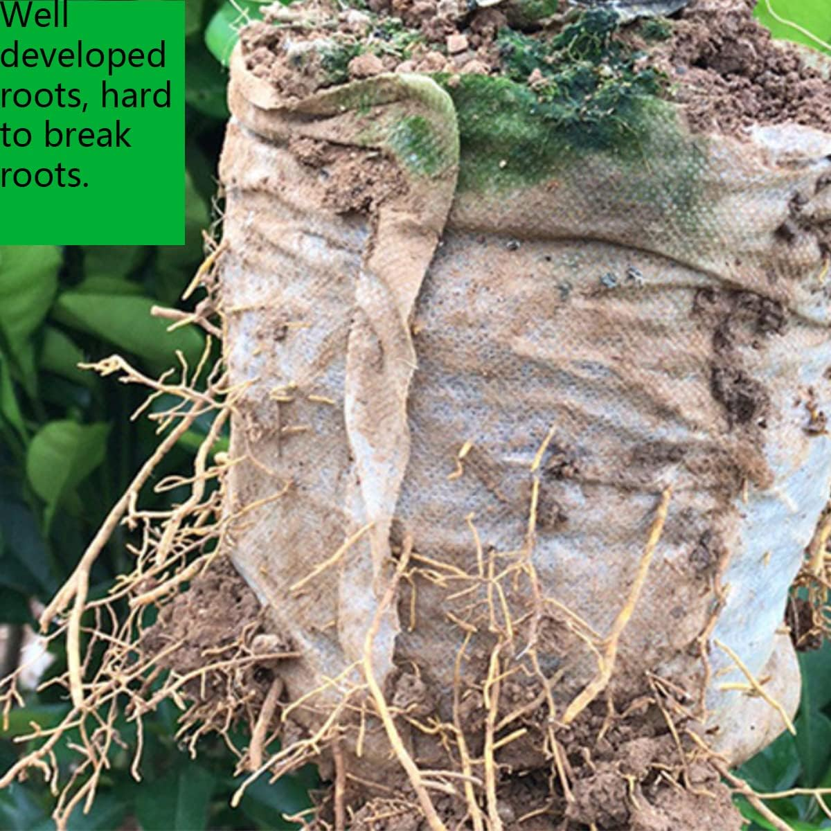 Gardtree Plant Nursery Bags 11.7&rdquo; X 13.5&rdquo; 50PCS, Non-Woven Biodegradable Plant Grow Bags Fabric Seedling Starter Pots for Vegetable Flower Fruit Saplings Tree, Home Garden Supply image number 1