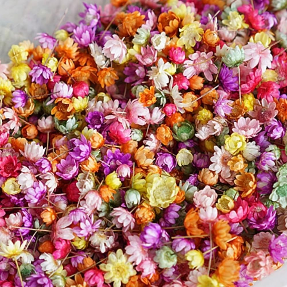 Poemtian Natural Dried Flowers Real Dried Flowers Little Star Flower Pressed Daisy Flowers for DIY Crafts Resin Candle Casting Jewelry Decorations Nail Art Decor (Color) - Pink image number 3