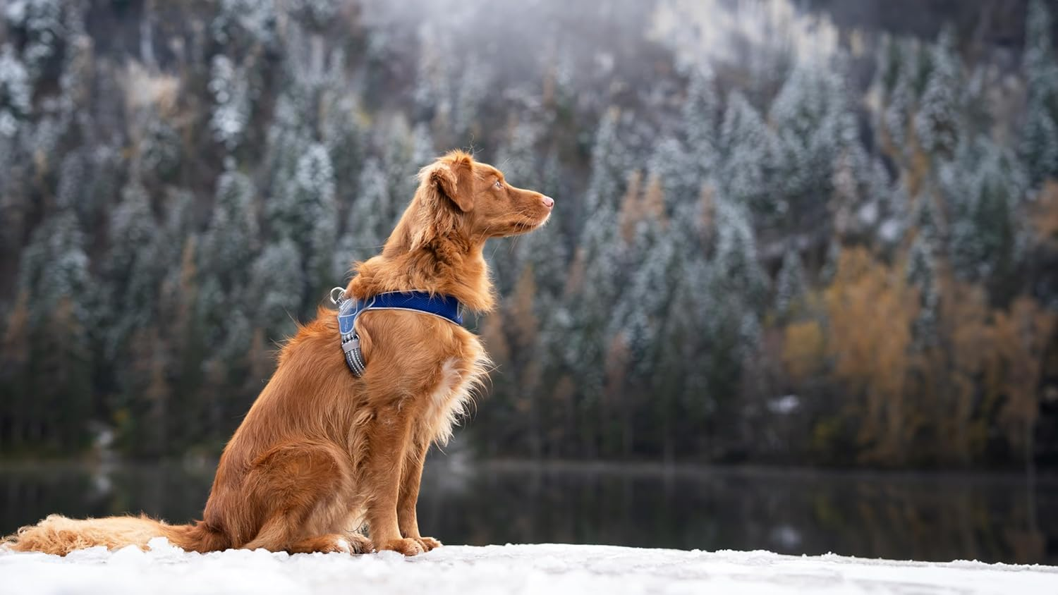 Coralpina - Adjustable Chest Harness for Small to Medium Dogs, Soft and Breathable, Does Not Harm Hair or Hinder Movement, Neon Yellow, Size 1 image number 7