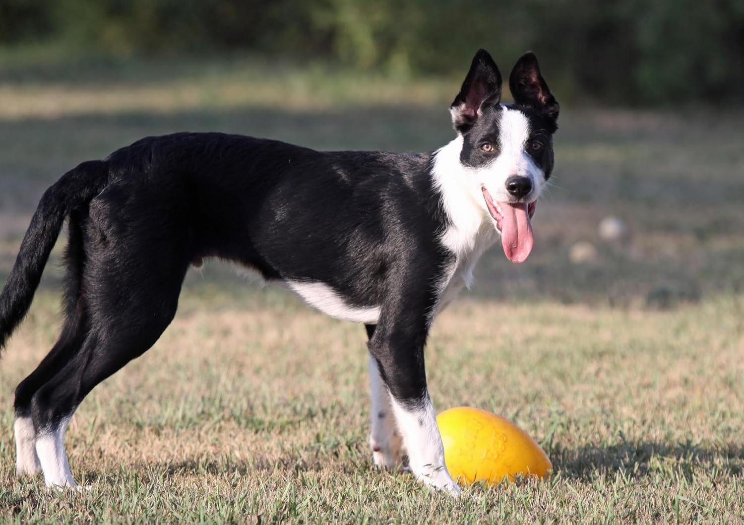Jolly Pets Jolly Egg Dog Toy, 8 Inches/Medium, Red (JE08 RD) image number 6