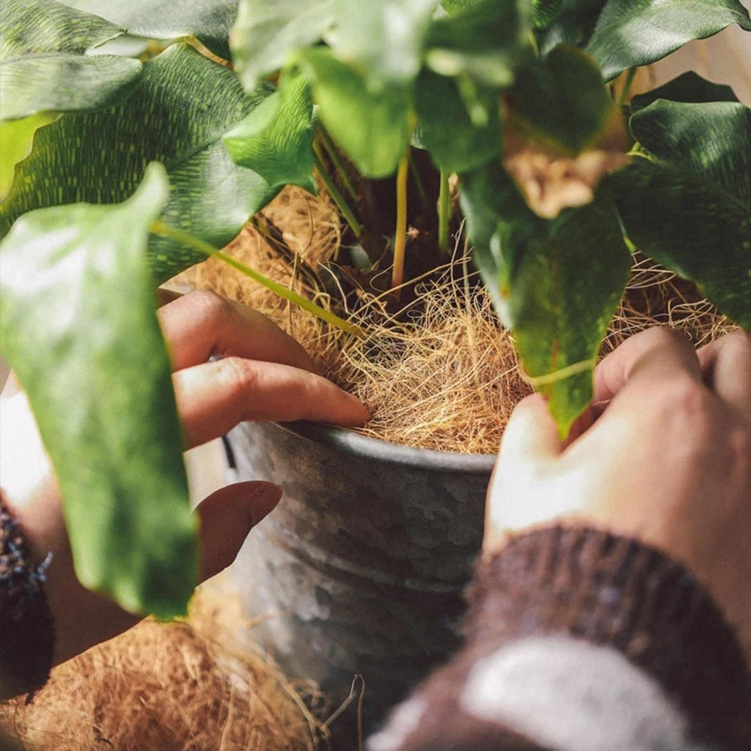 Generic 500G Natural Coconut Husk Fiber Orchids Protect Plants Ph-Balanced Supplies image number 3