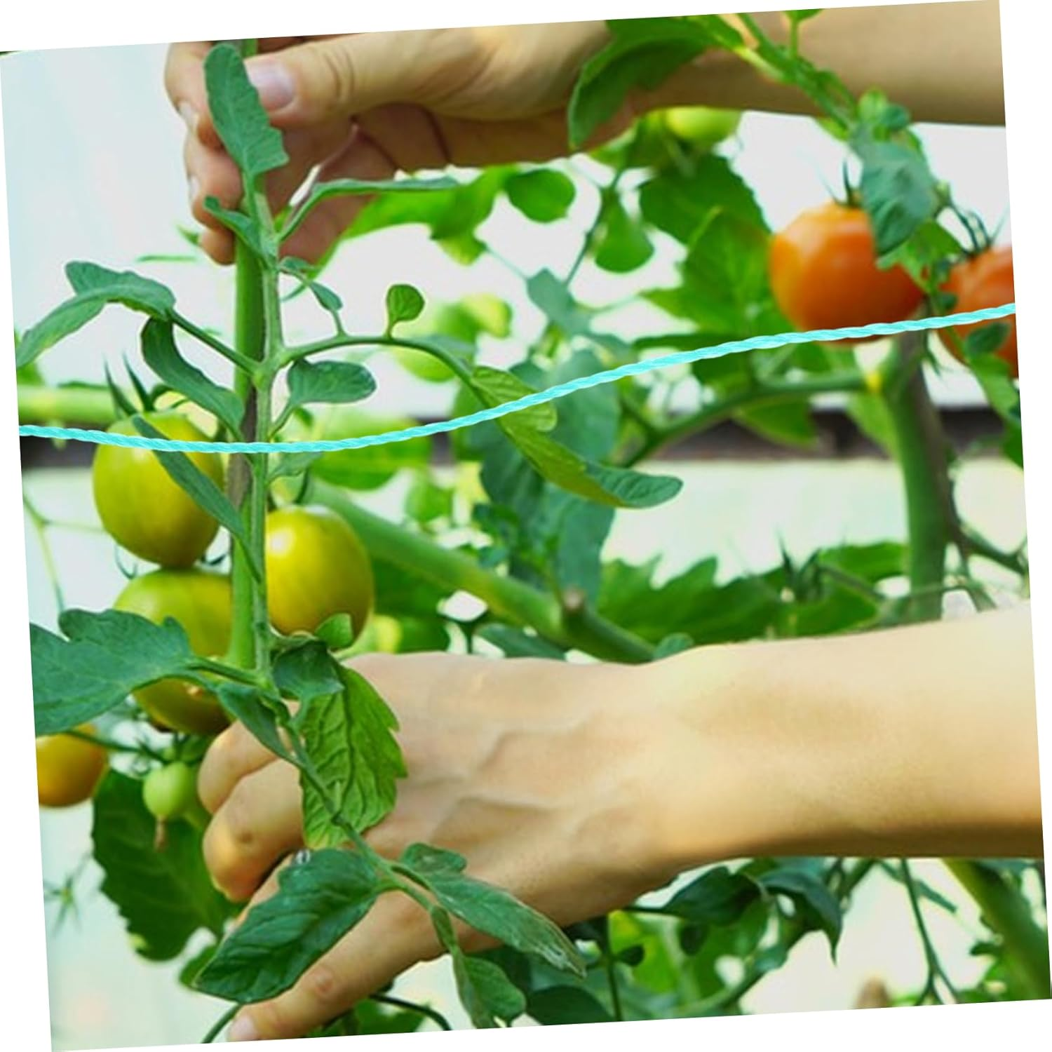 CANIGHT Garden Twine String for Climbing Plants 18-Strand Green Twine Rope for Gardening Supplies Sturdy and Multi-Use Plant Ties for Vegetables and Vines image number 2