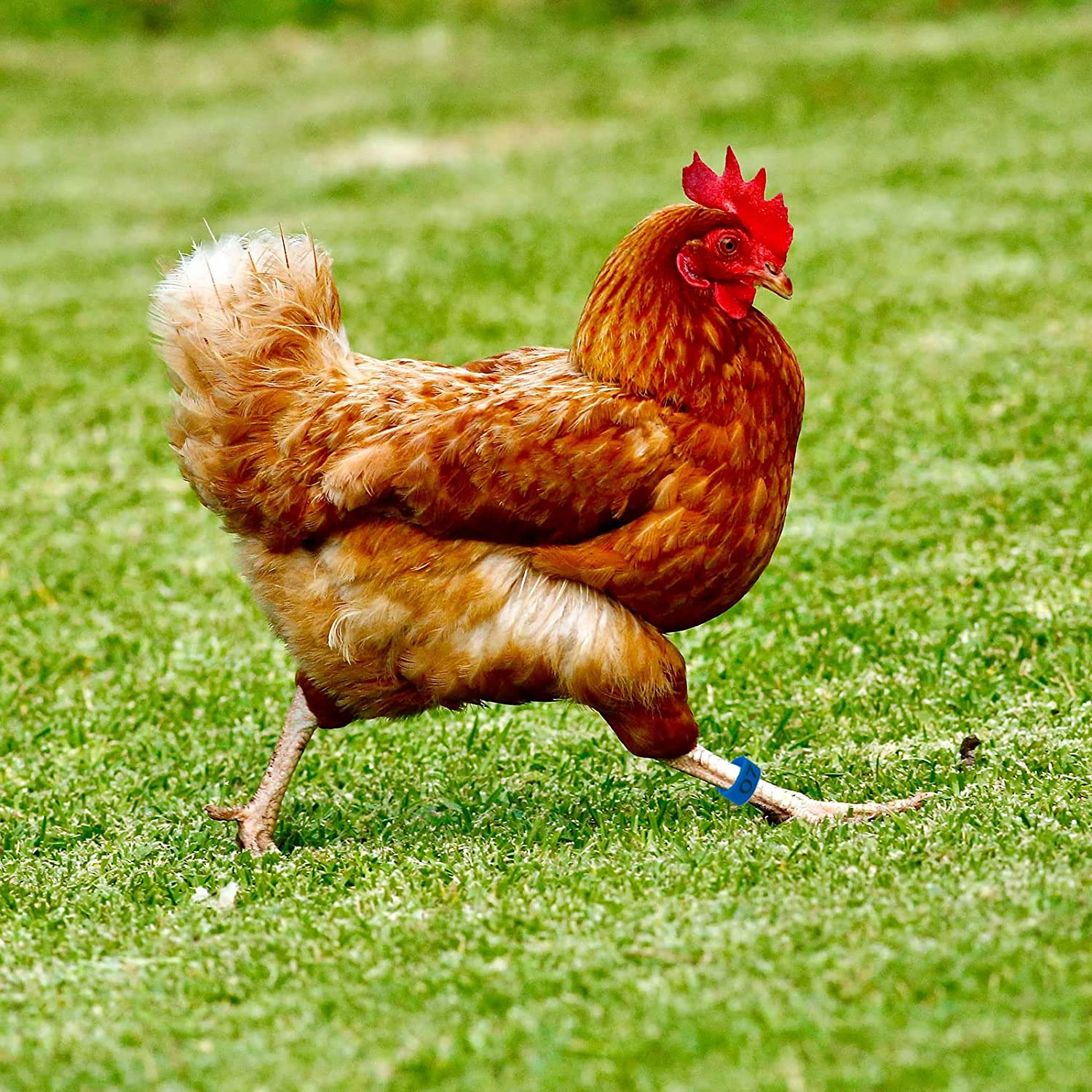 60PCS Numbered Chicken Leg Rings, 16 Mm, 20 Mm 6 Color 2 Sizes Clip-On Plastic round Identificaiton Tags Foot Loop Band, for Ducks, Seafige, Goose Wild Poultry, Turkeys image number 4