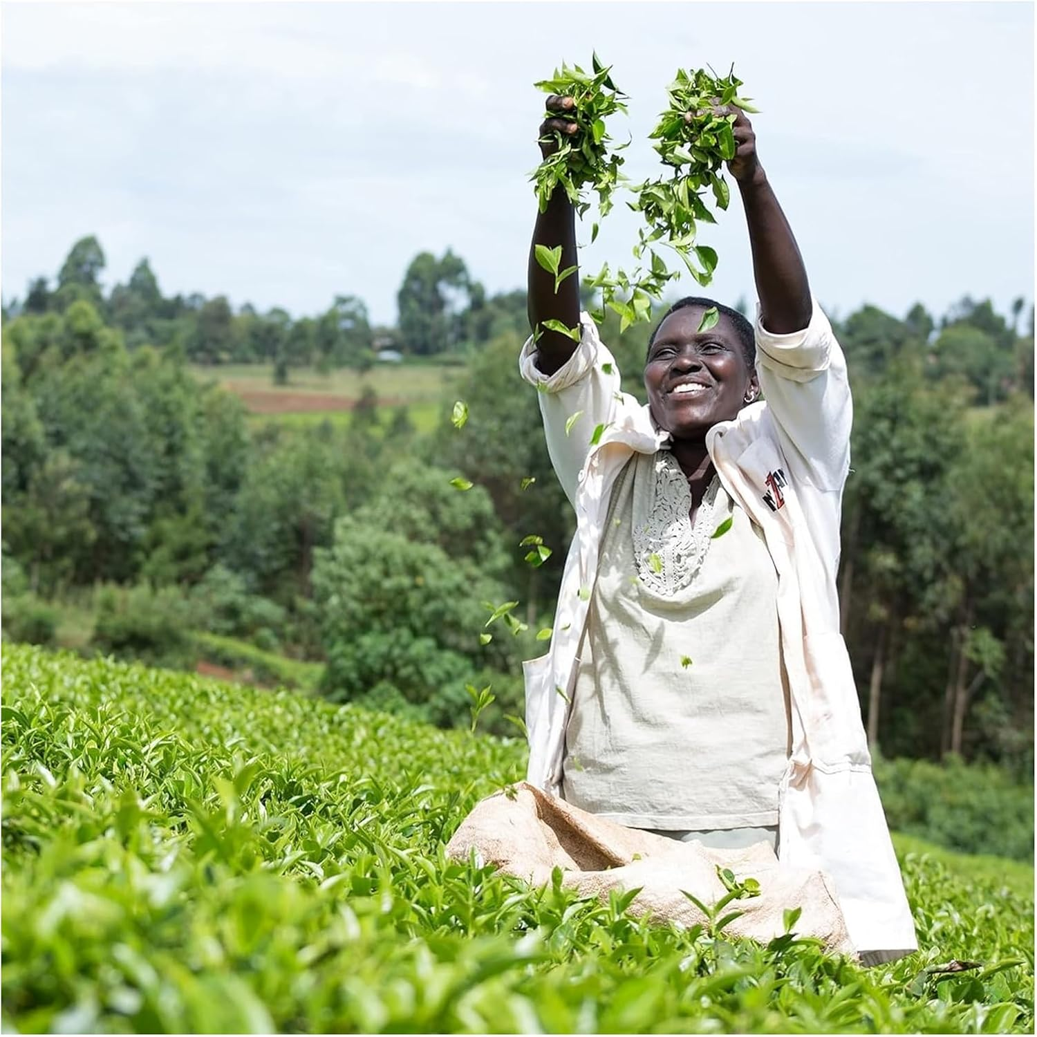 Tasty Decaf 70 Tea Bags