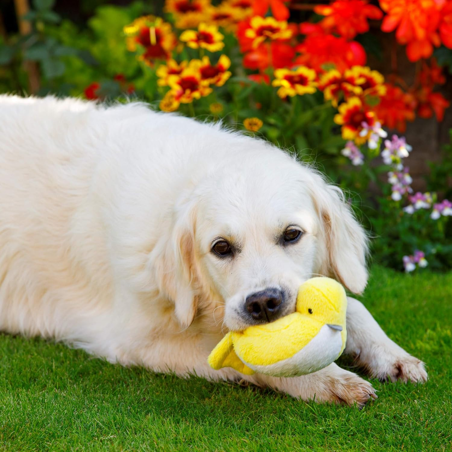 Petface Buddies Plush Little Bird Dog Toy image number 5