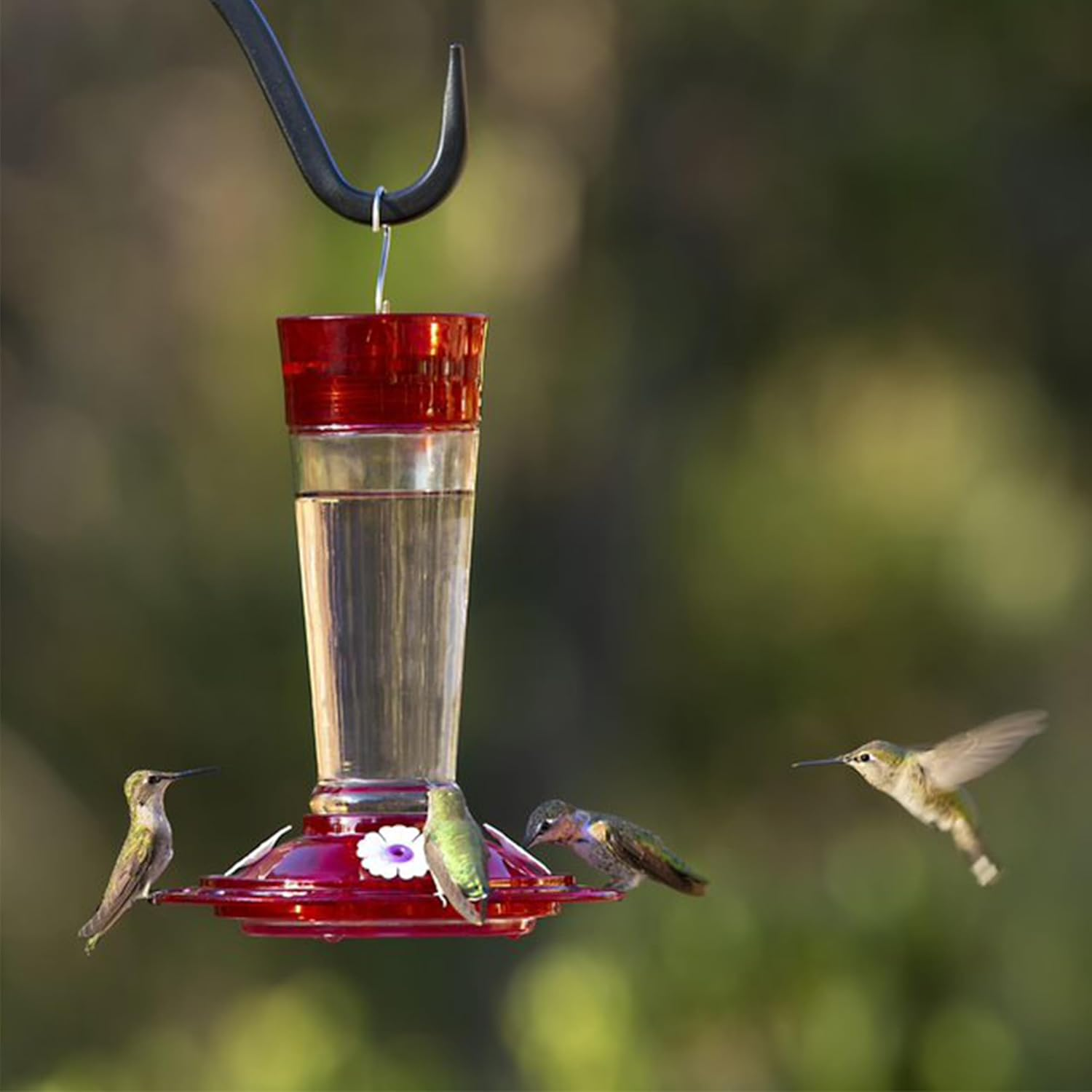 More Birds Bird Health+ Ruby Hummingbird Feeder, Glass Hummingbird Feeders for Outdoors, 4 Feeding Stations, 10 Ounces, Ruby Red image number 3
