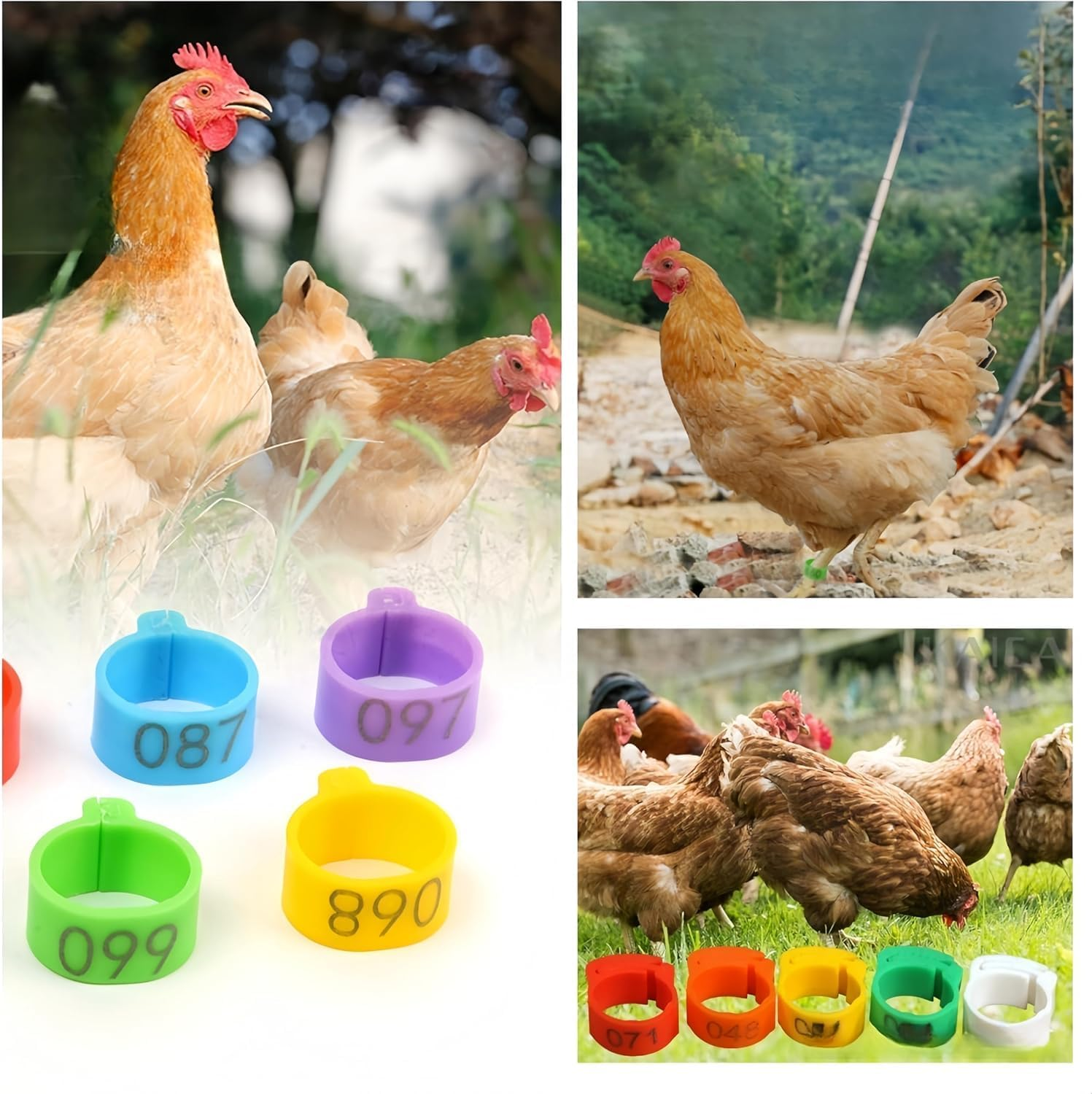 100Pcs Clip on Leg Rings Band Foot,Ai-Oumleef Chicken, 5 Colors Numbered,Colorful 001-100 Numbered Pigeon Foot Rings Birds Tags Leg Bands Clip for Dove Parrot Bird Identification(16Mm) image number 3