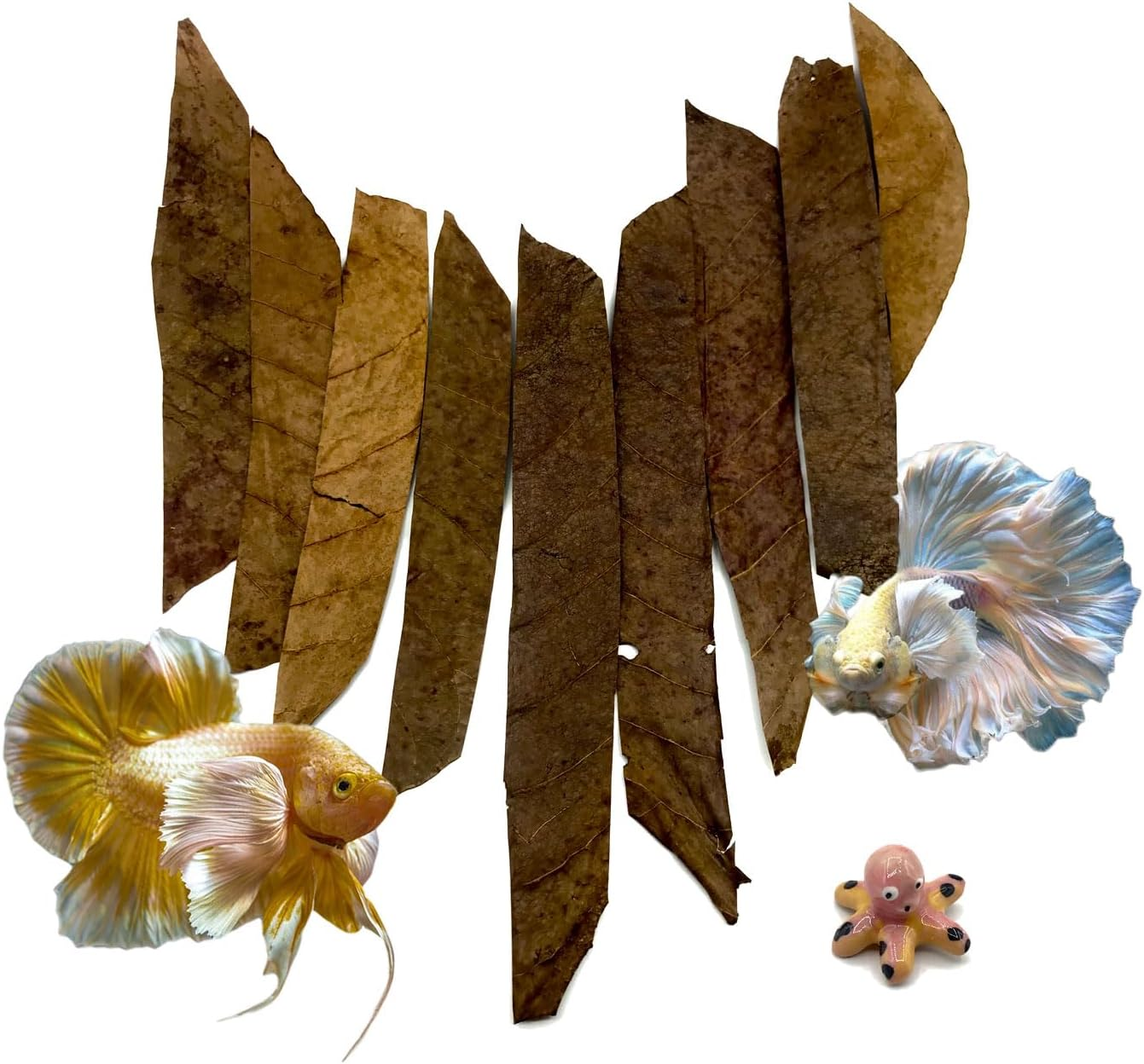 Bettaleaf Comfort Zone Fish Indian Almond Leaves Slice in Pieces Leaf Ready to Use 45 Grams Pack (80~100 Pieces) | Best Gold Brown Quality | Fish Tank for Betta Fish Shrimp Crayfish, for Healthy image number 3