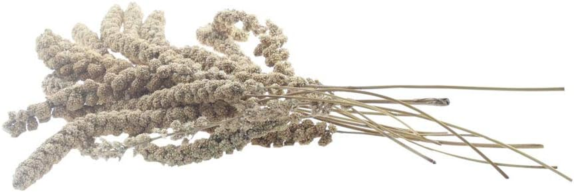 Natural Organic Gold Spray Millet for Birds Hamster Squirrel,12 Count image number 3