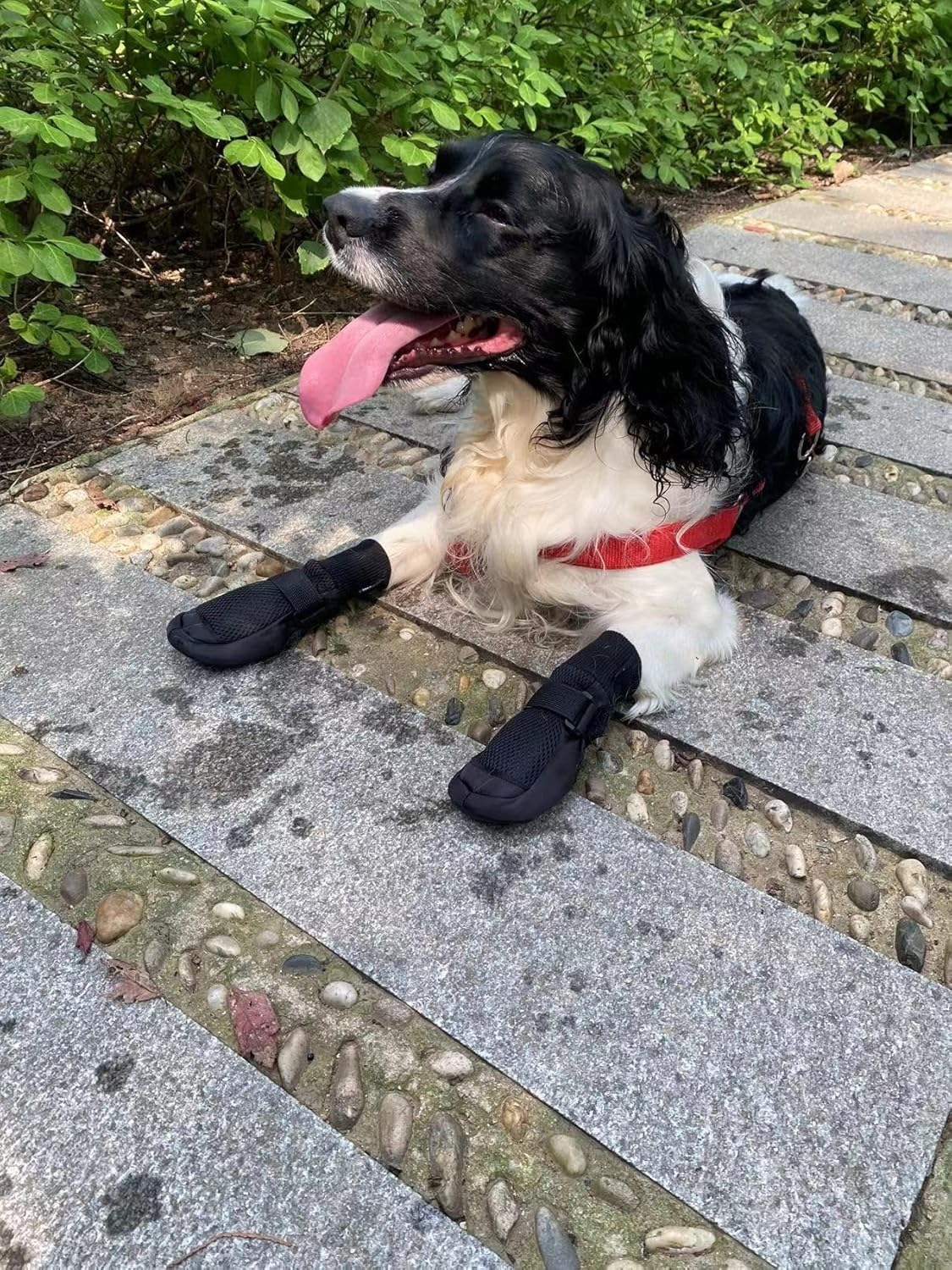 Vibrant Fellow Dog Boots Breathable Protective Set of 4 (X-Large, Blue)