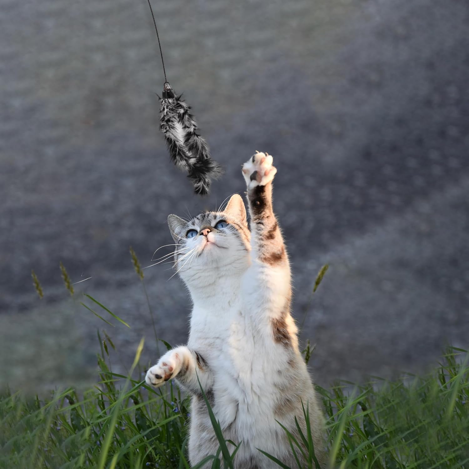 CAPASTEC Pack of 2 Feather Cat Wand Replacement for Pet Interactive, Grey/Black image number 3