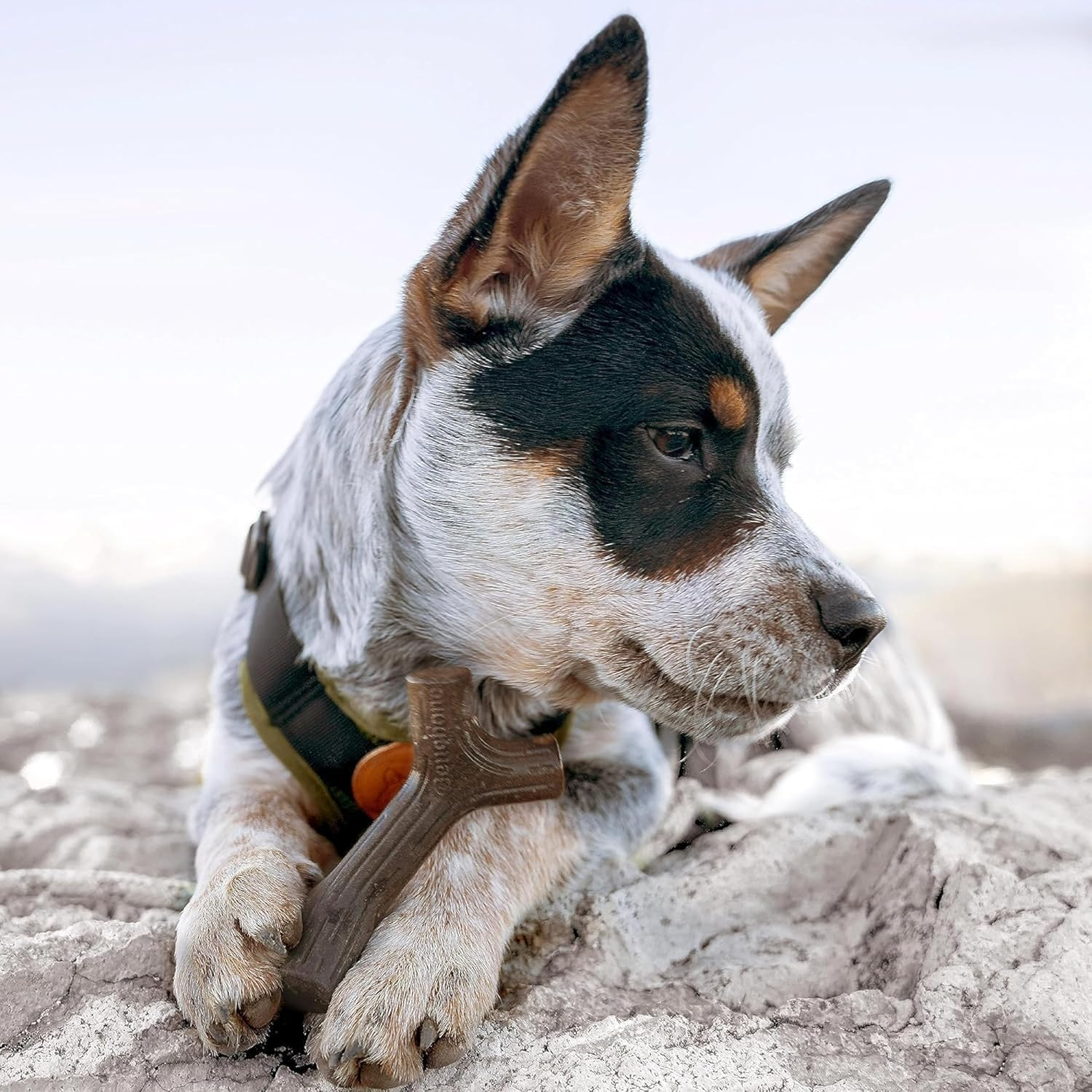 Benebone Durable Puppy Chew Toy Box for Aggressive Chewers with Wishbone, Fishbone, Stick & Zaggler image number 3