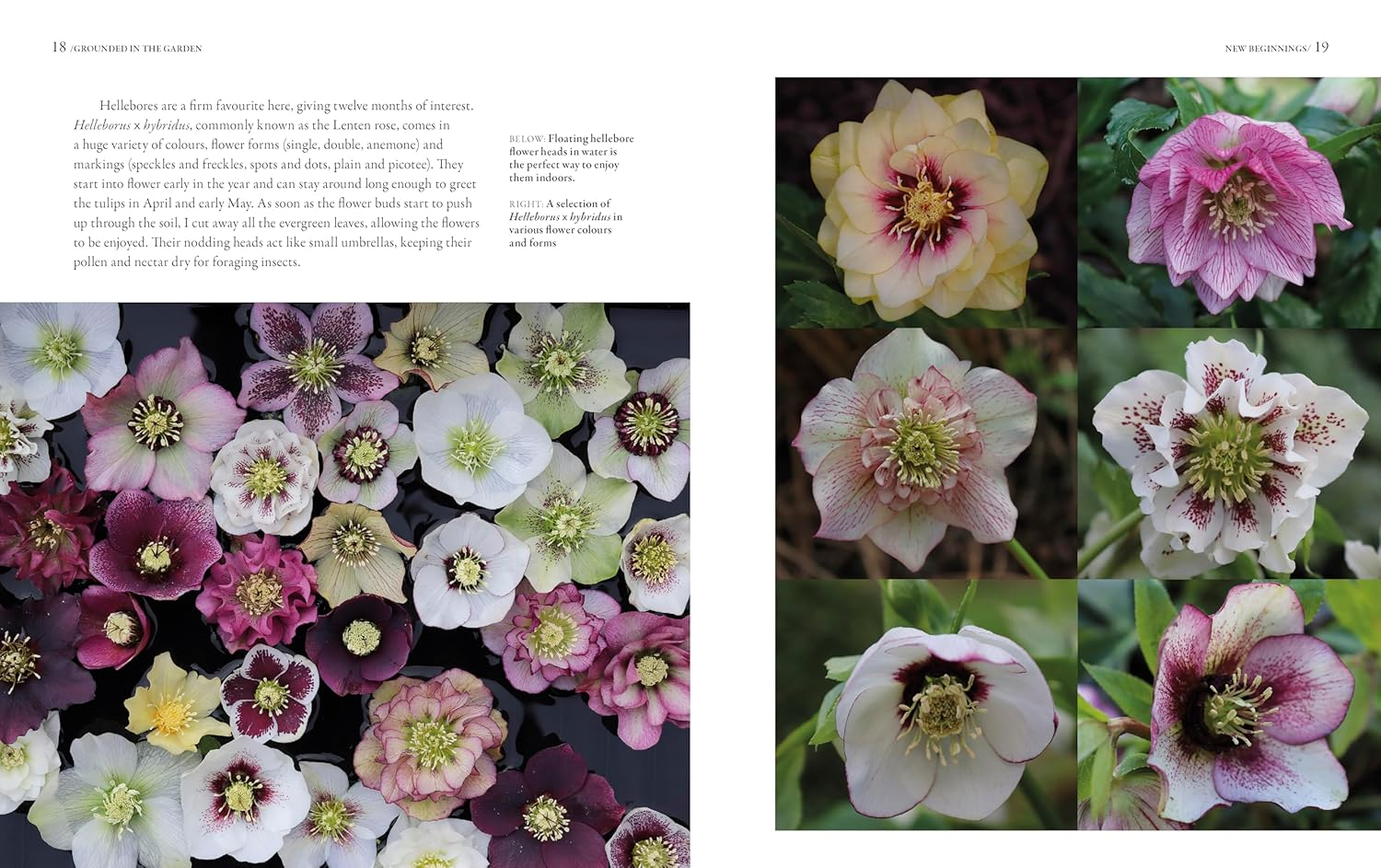 Grounded in the Garden: an Artist'S Guide to Creating a Beautiful Garden in Harmony with Nature image number 1