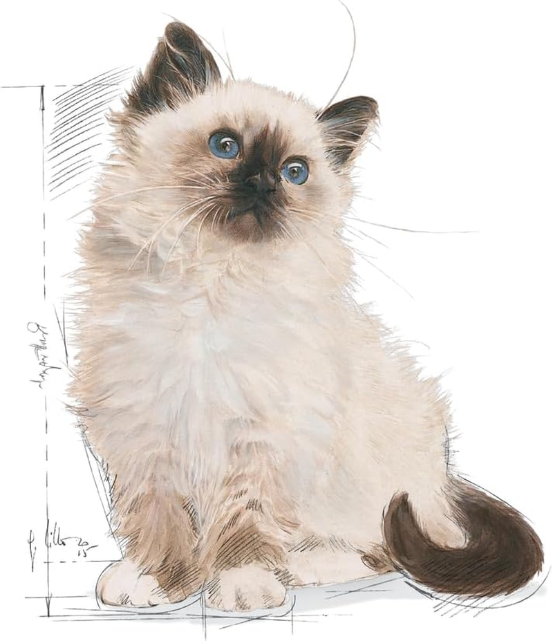 Royal Canin Second Age Kitten Food 4 Kg image number 1