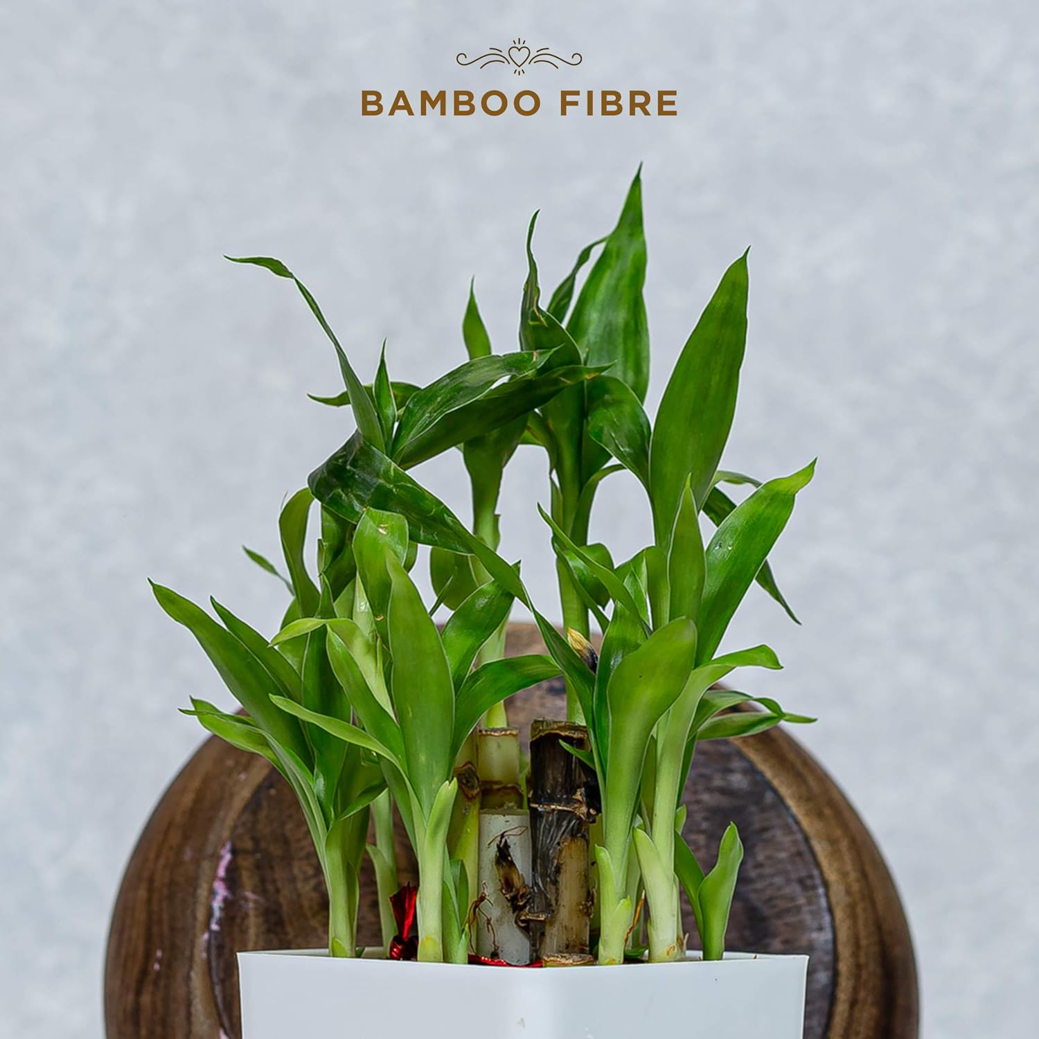 Pee Safe Organic Cotton Biodegradable Sanitary Pads, Regular | Anti-Bacterial | Superb Absorbency | Long Lasting Protection | Skin Friendly | Comfortable & Easy to Use | Pack of 10 image number 4