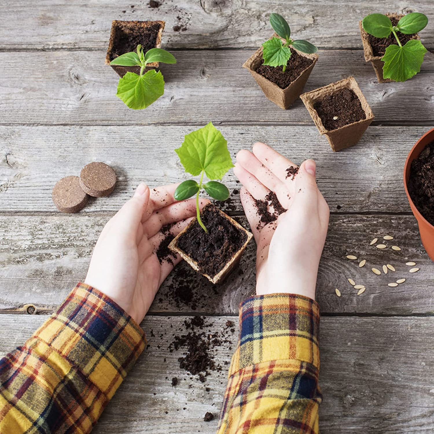 GWHOLE 144 Cell Seed Starter Tray Kit 12PCS X 12 Cell Seedling Trays Paper Peat Pots Organic Plant Peat Pots Germination Seedling Trays for Organic Vegetables, Greenhouse Plants, Seed Nursery image number 4