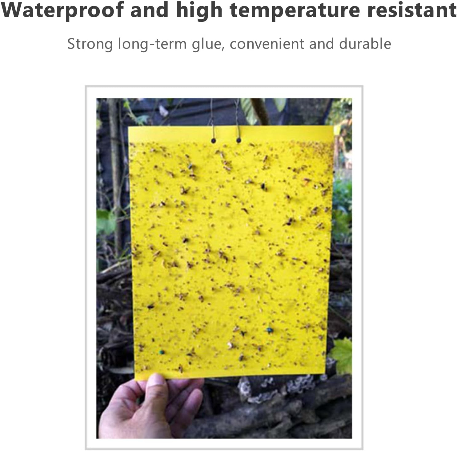 Sticky Traps for Flying Plant Insect Fungus Gnats 20Pcs 20 * 15Cm Dual-Sided Flying Insect Traps Can Be Cut image number 2