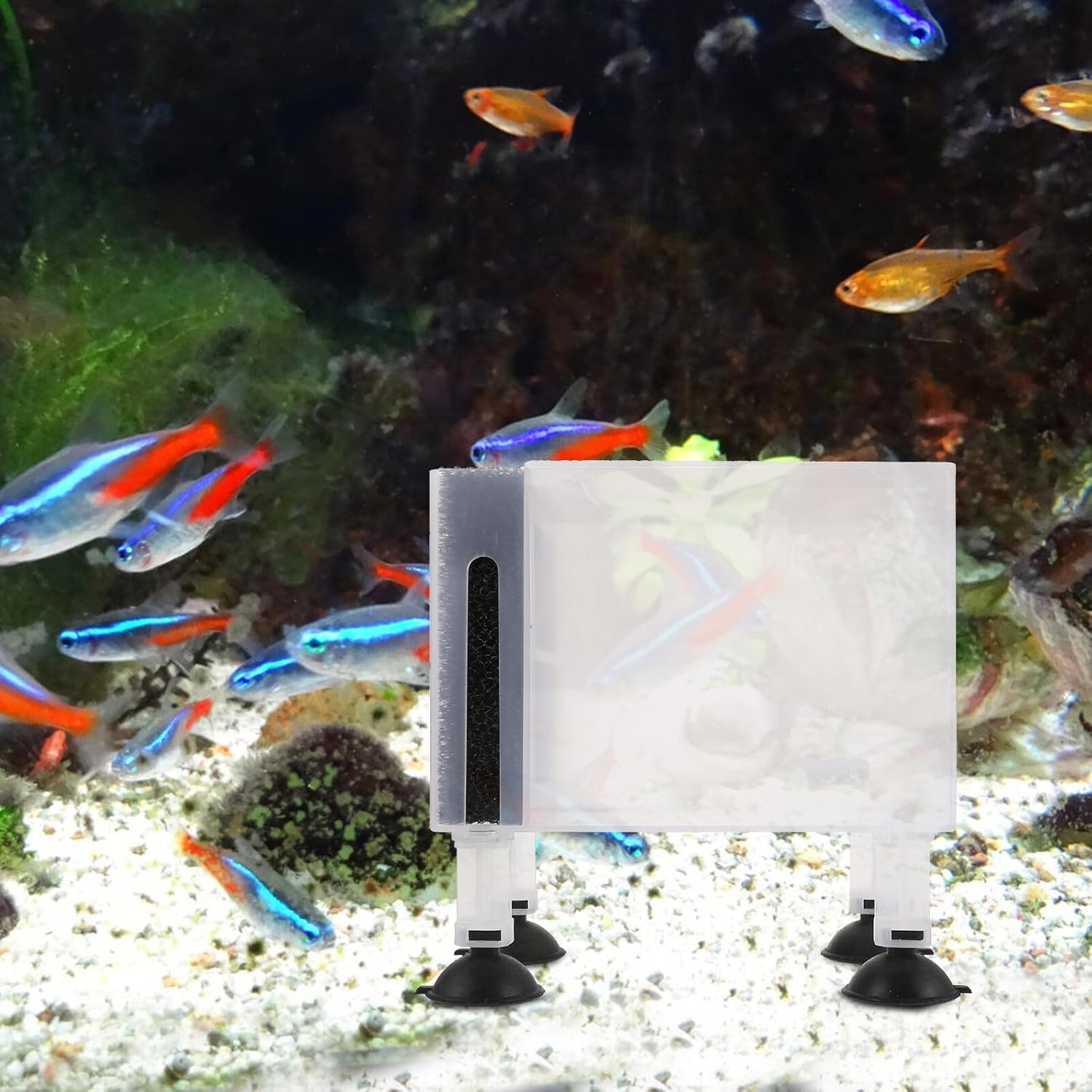 DOITOOL Wear-Resistant Transparent Pump Protection Box with Suction Cup Plastic Aquarium Filter Pump Case Household Aquarium Supply Large image number 5