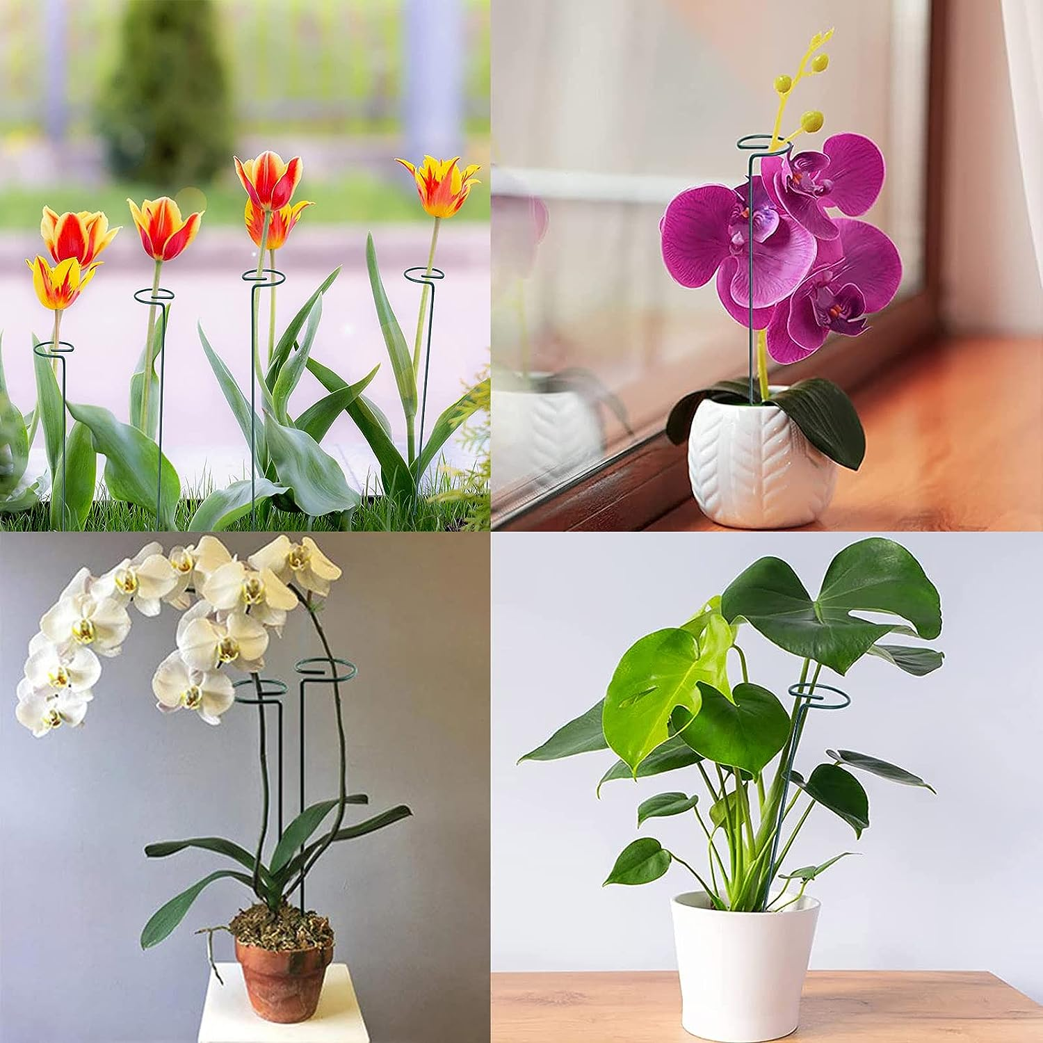 10Pack Plant Support Stakes,15.8In Metal Plant Stakes with 40Pcs Plant Clips and 10Pcs Plant Ties,Single Stem Support Stake Plant Cage Support Ring for Garden Flowers Amaryllis Orchid Tomatoes Peony image number 3