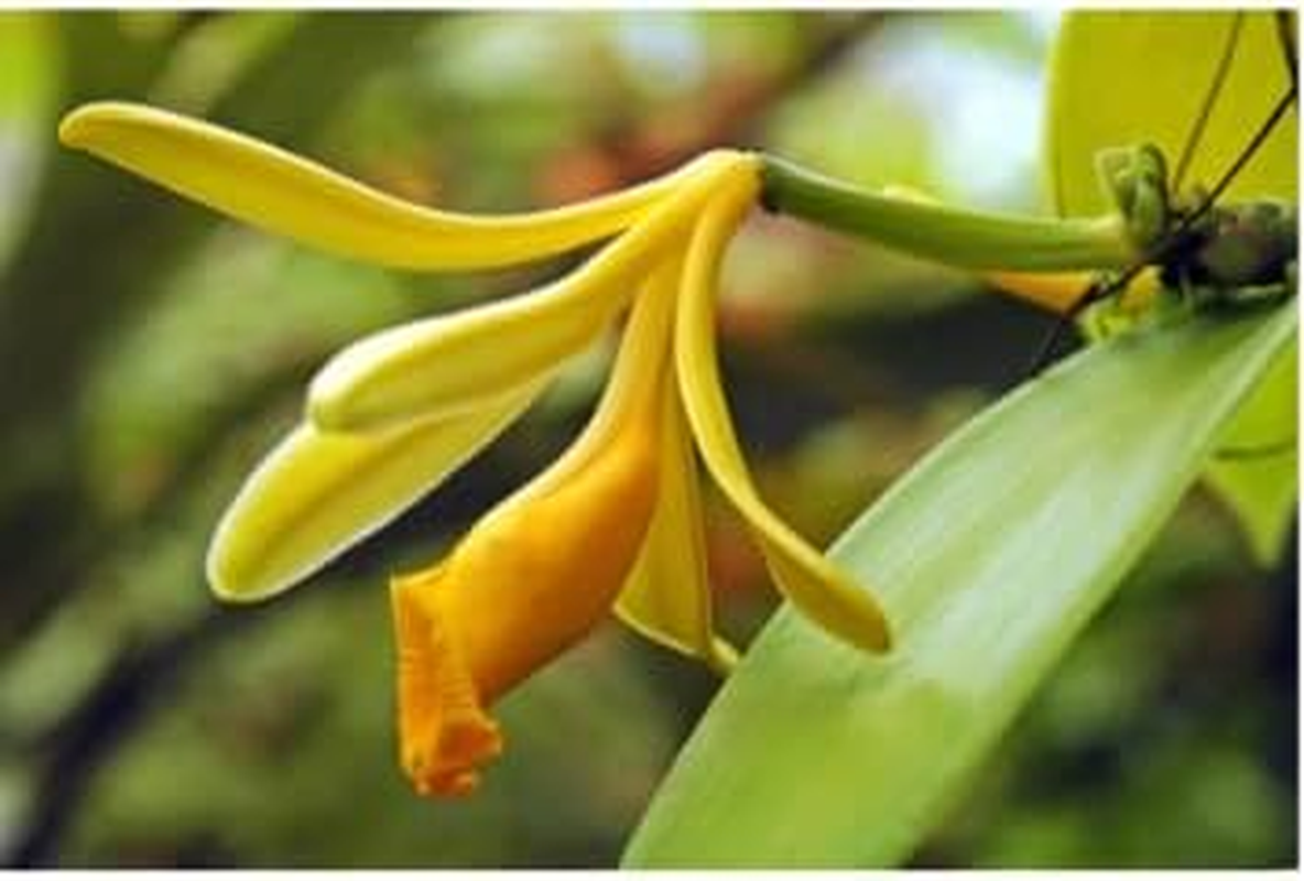 Premium Bourbon Vanila Beans Grade a - 3 Long Beans in Transparent Tube image number 5