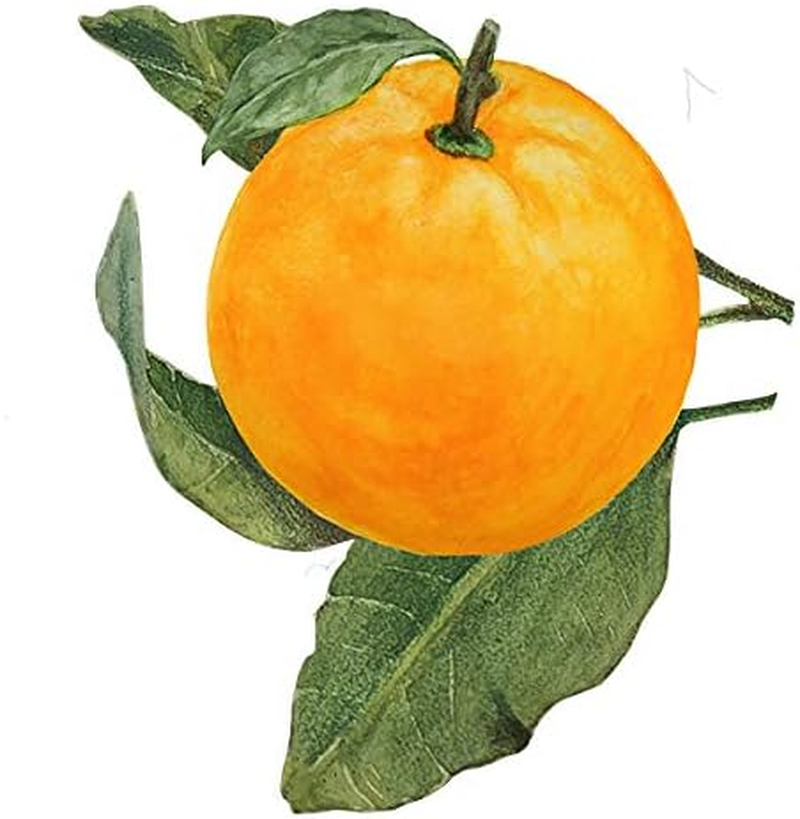 Biotique Bio Orange Peel Revitalizing Body Soap, 150G image number 3