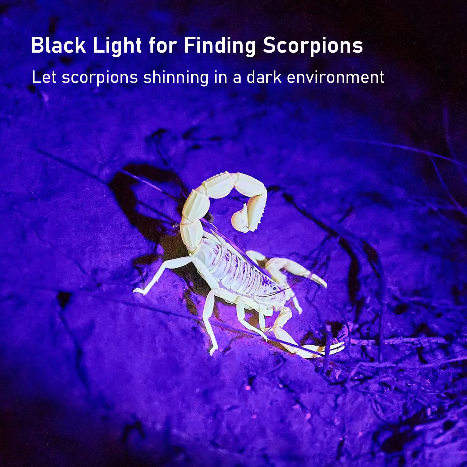 Blacklight Flashlight,128 LED UV Flashlights, Upgraded Bright Ultraviolet Flashlight Professional Black Light for Dog/Cat, Hunting Scorpions image number 6