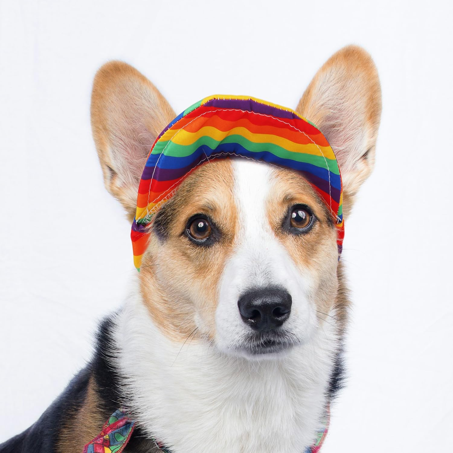 PEUTIER Dog Sun Hat with Ear Holes, Dog Baseball Cap Adjustable Visor for Summer Breathable Equipment Outdoor Protection for Small Medium Large Dog (M) image number 1