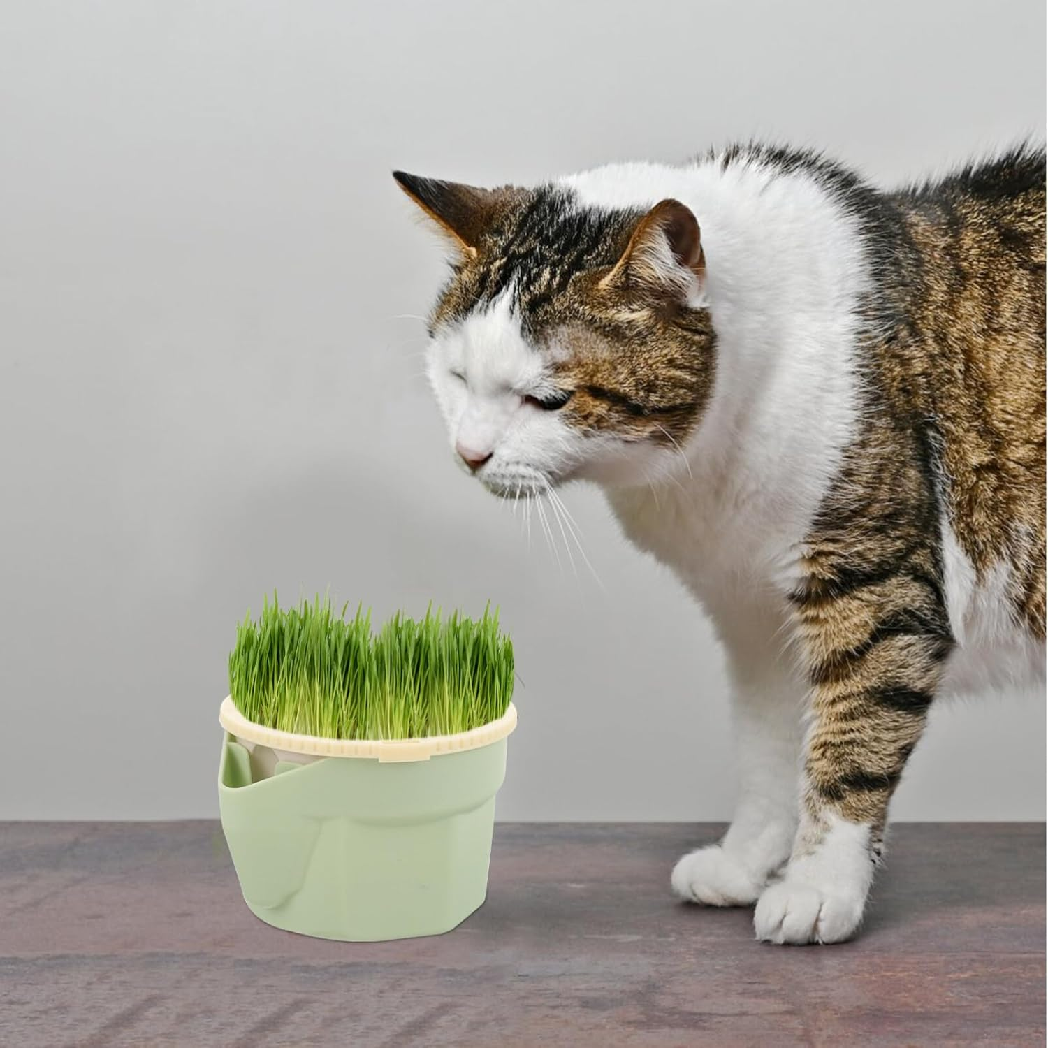 Mipcase Practical Cat Grass Planter Cat Grass Box Planter Hydroponic Microgreens Growing Kit Soilless Planting Box Catnip Grass Planter Window Grass Sprouter Tray Planter Cup Box image number 3